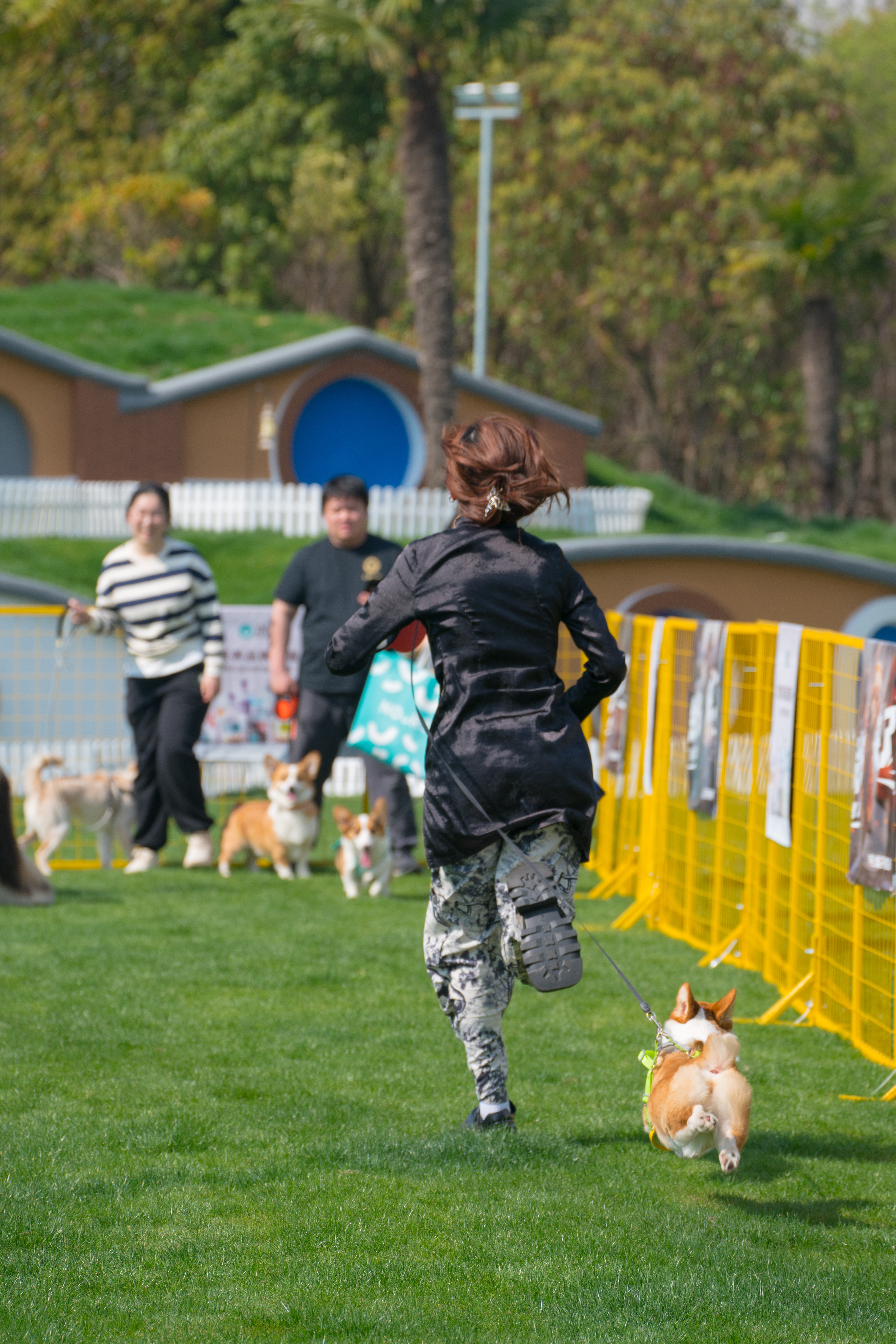 2024-03-30, 狗, 上海, 白, 黄, 柯基, 贴地飞行, 互动