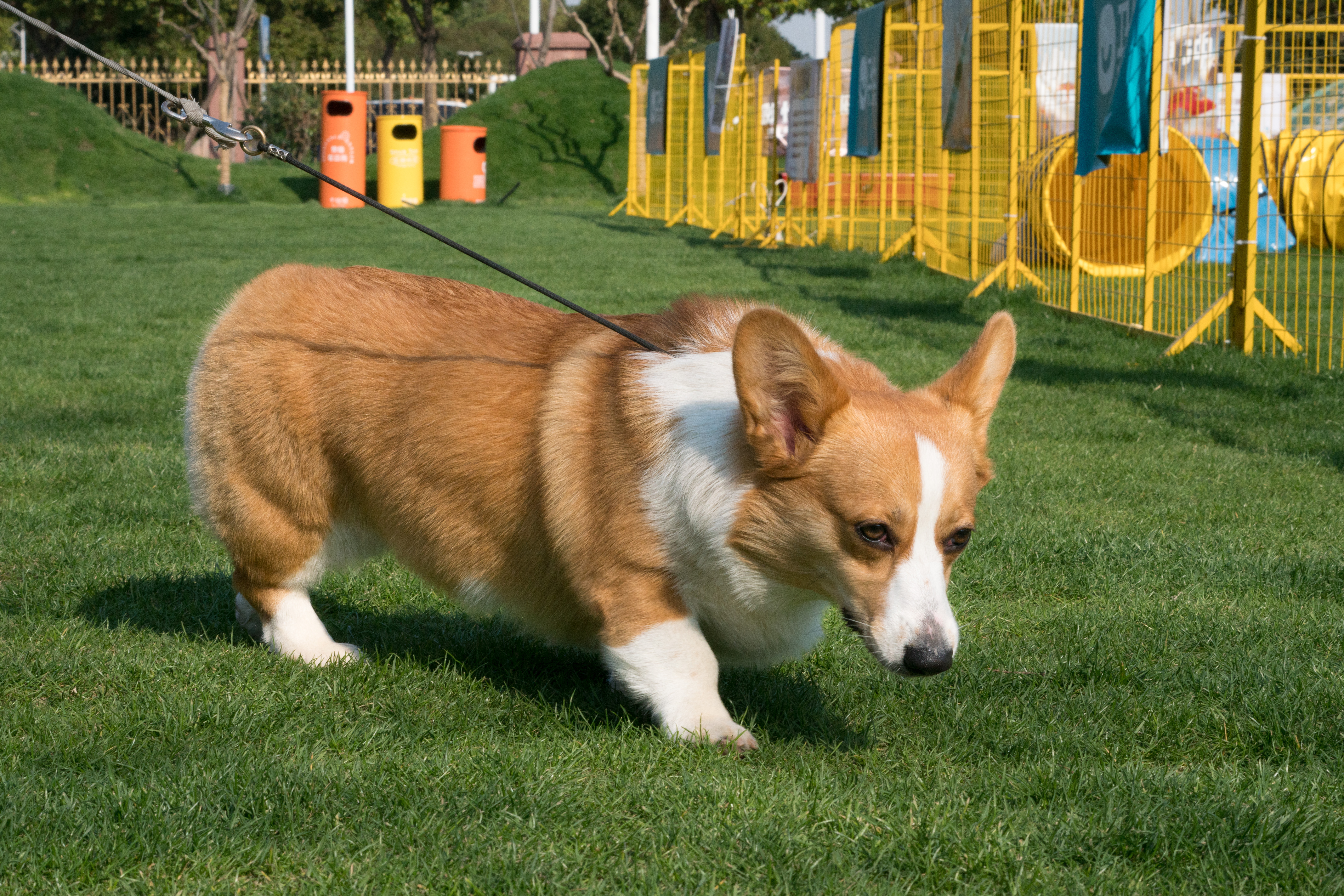 2024-03-30, 狗, 上海, 白, 黄, 柯基, 遛狗, 福宝