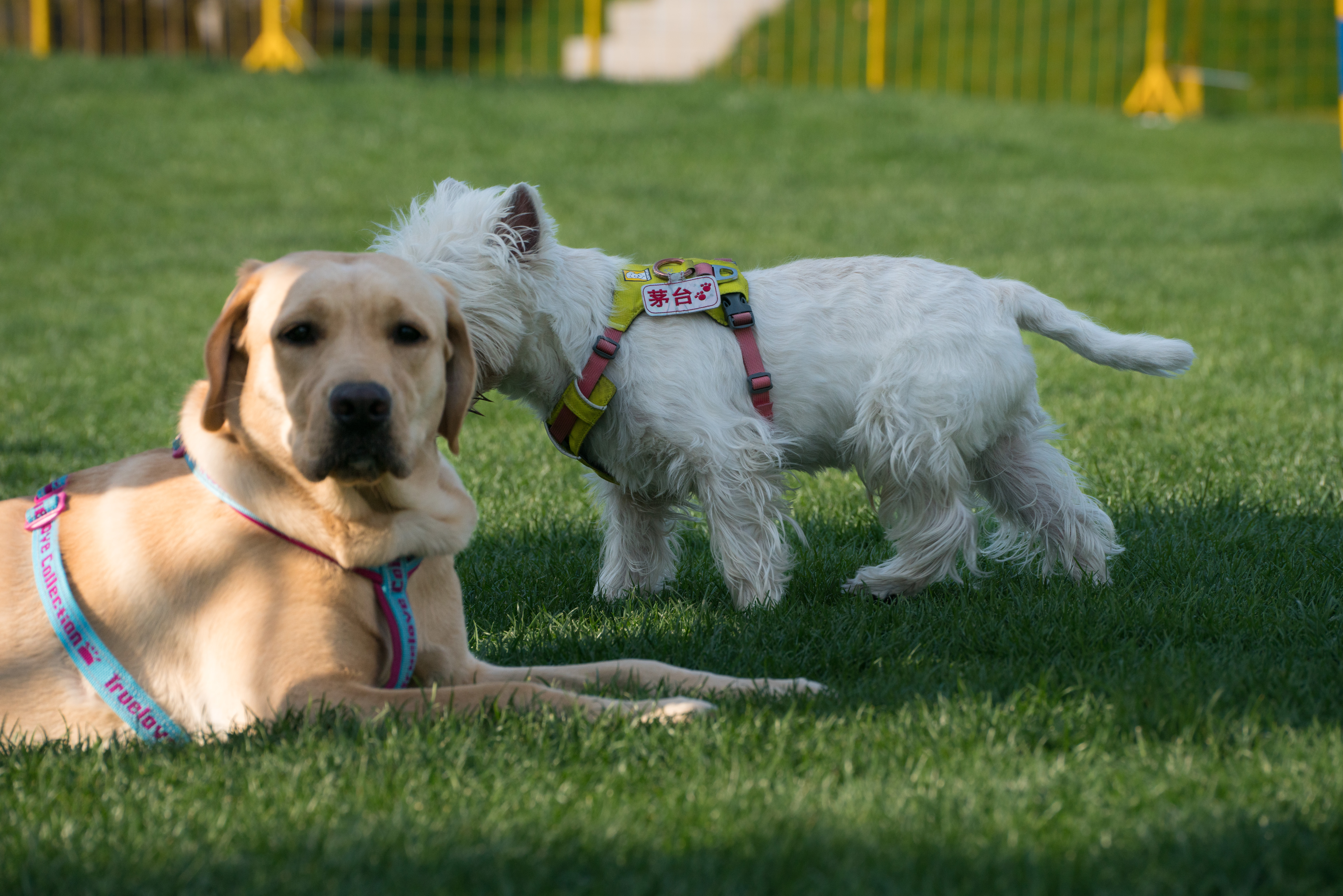 2024-03-30, 狗, 上海, 白, 黄, 茅台, 西高地, 悄悄话