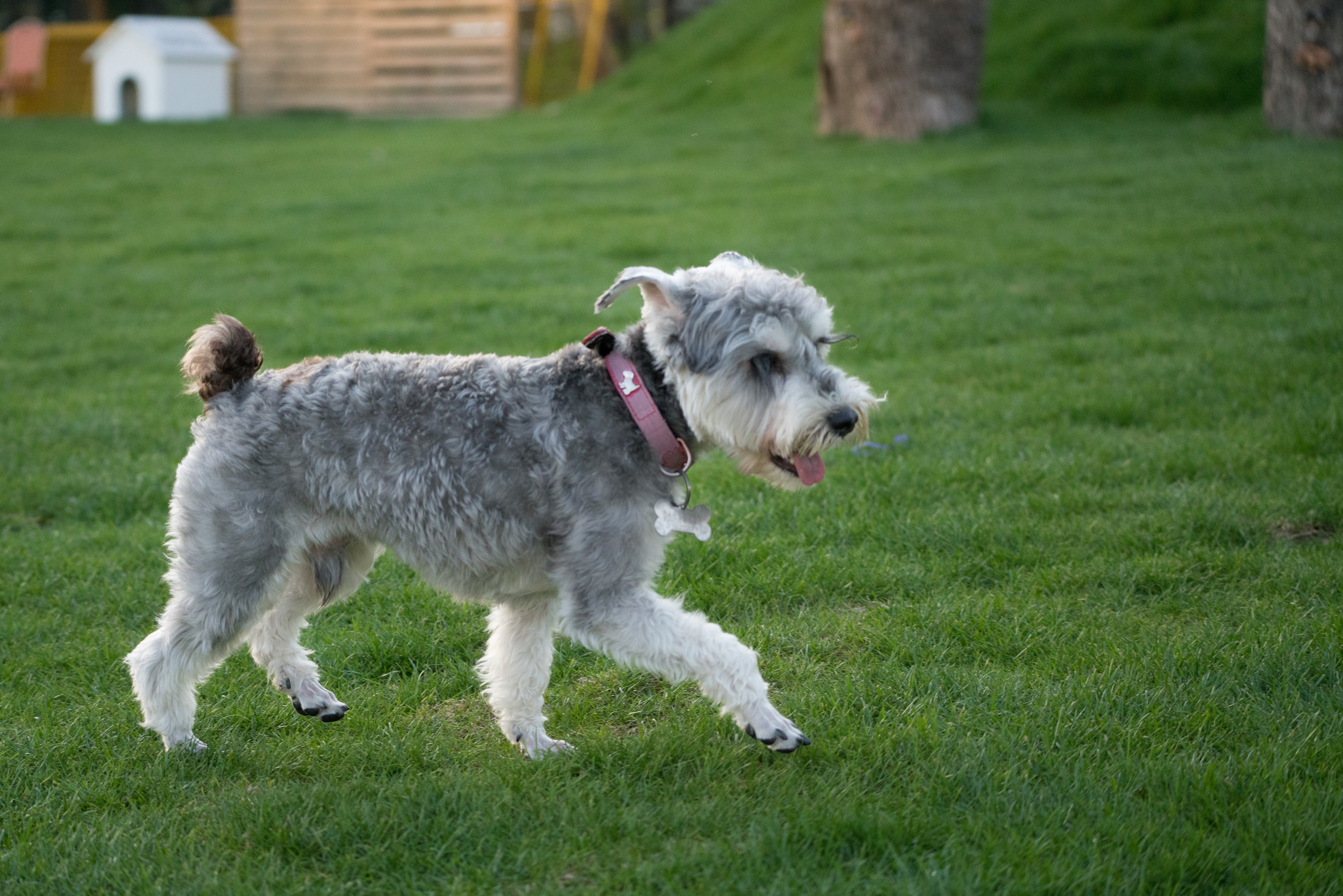 2024-03-30, 狗, 上海, 灰, 凝视