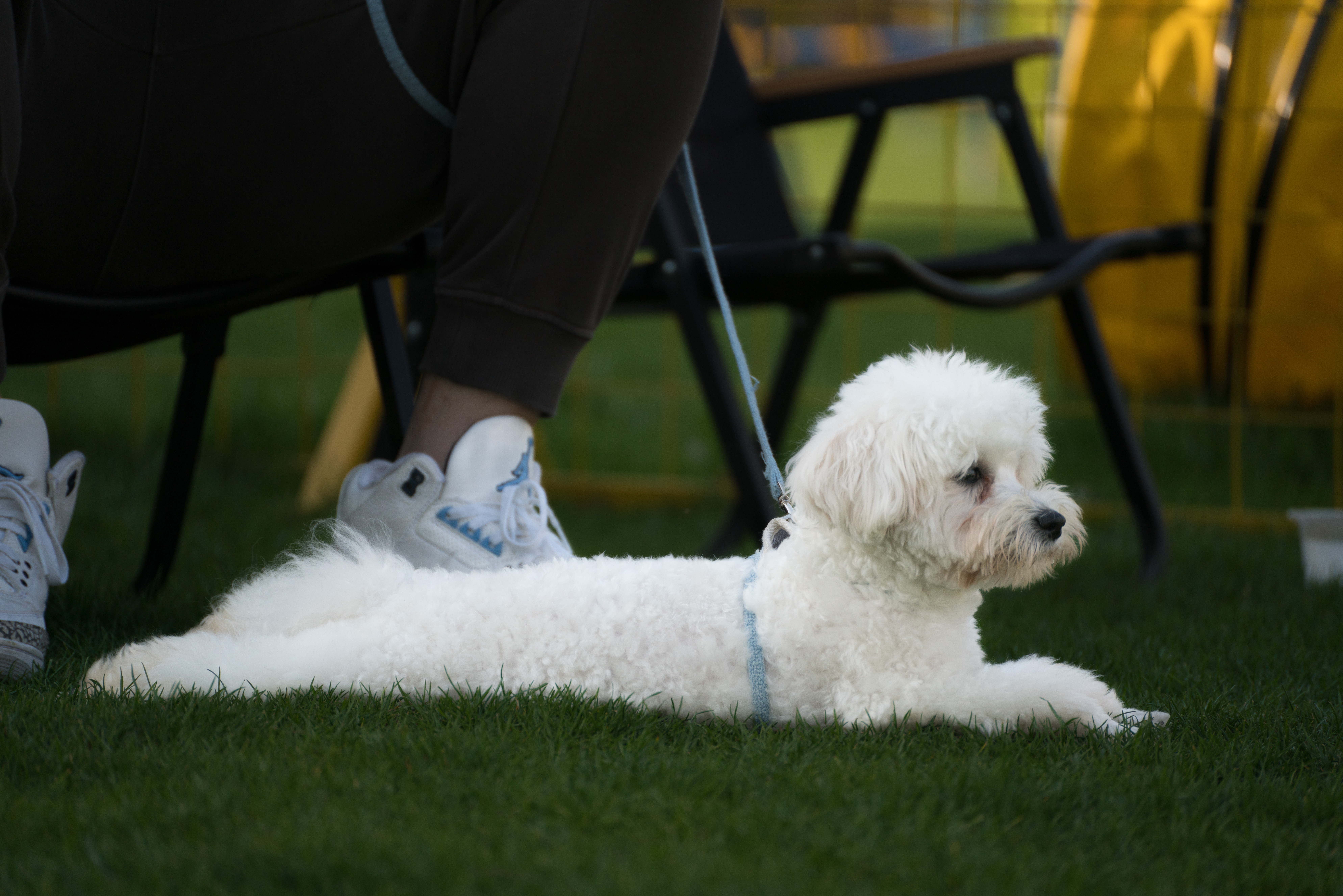 2024-03-30, 狗, 上海, 白, 凝视