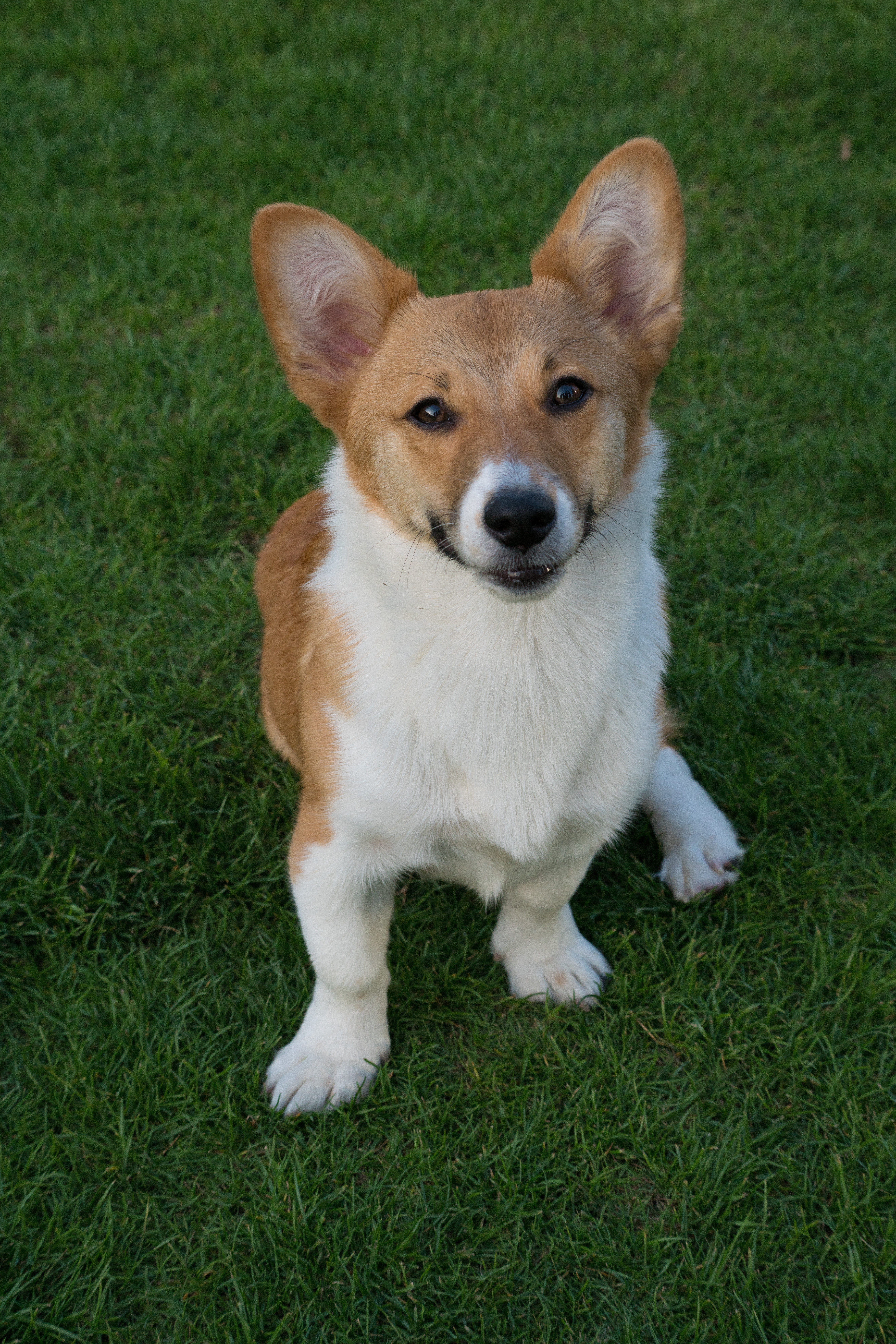 2024-03-30, 狗, 上海, 黄, 柯基, 对视