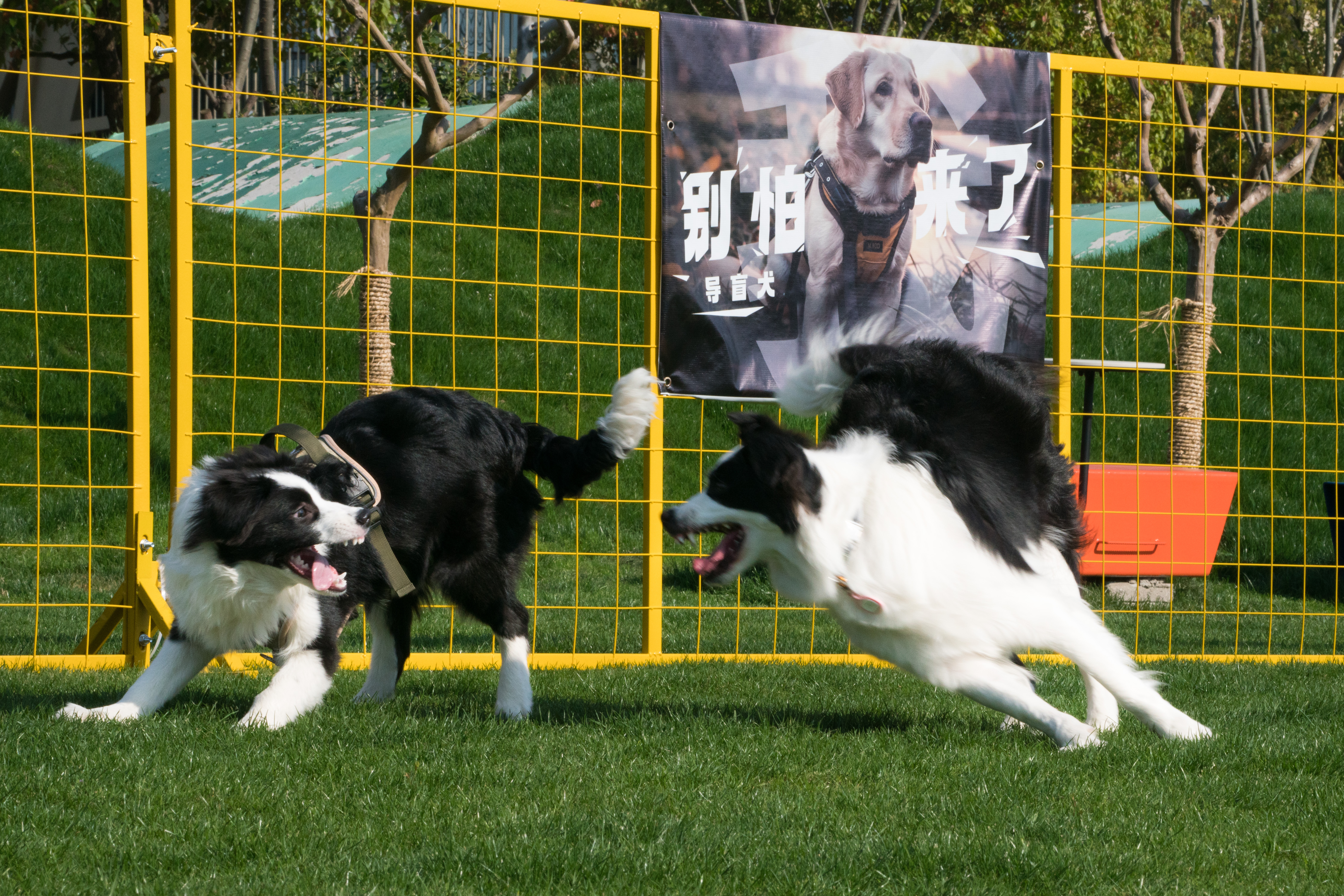 2024-03-30, 狗, 上海, 白, 黑, 边牧, 互动, 奎恩, 七七