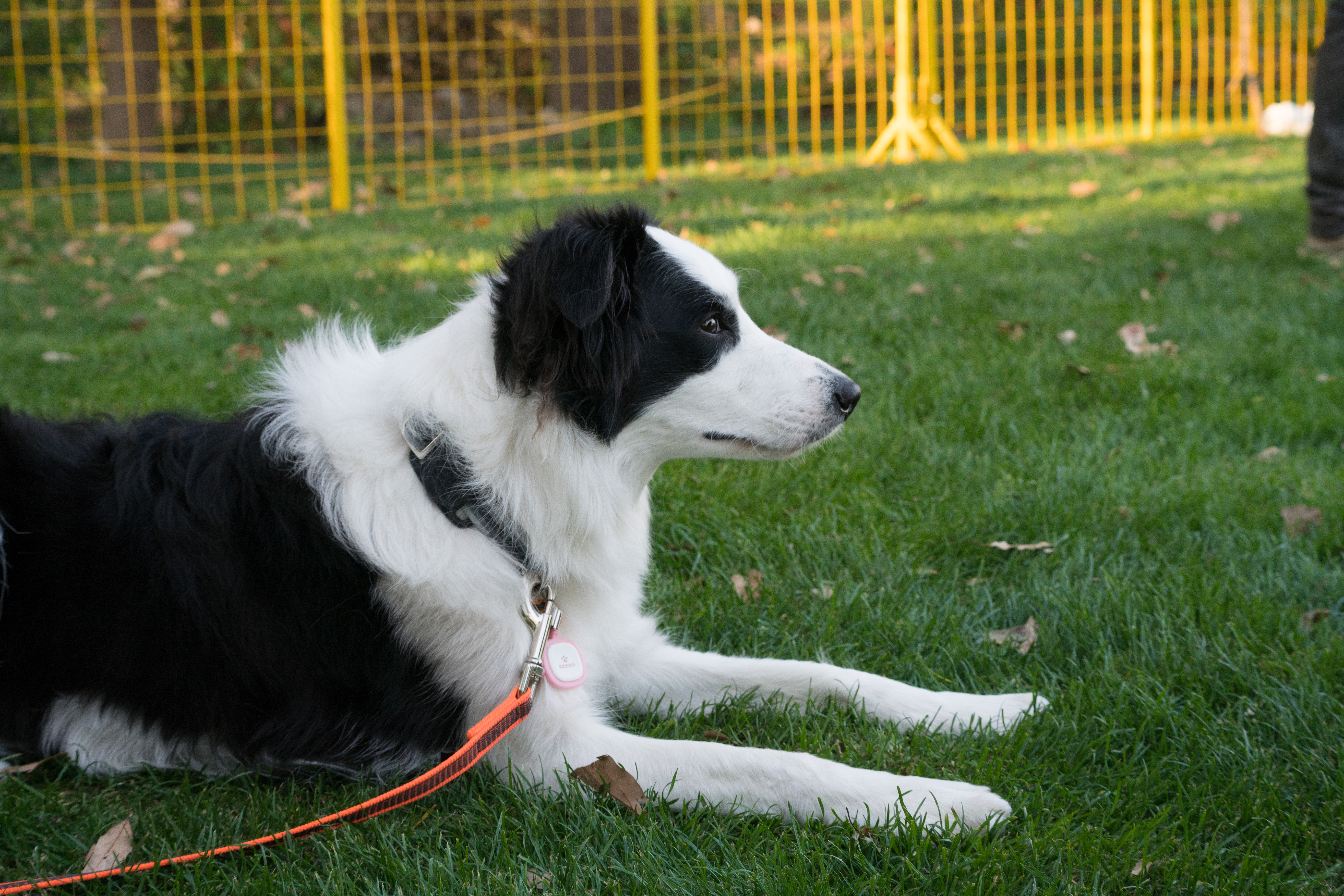 2024-03-30, 狗, 上海, 白, 黑, 边牧, 凝视