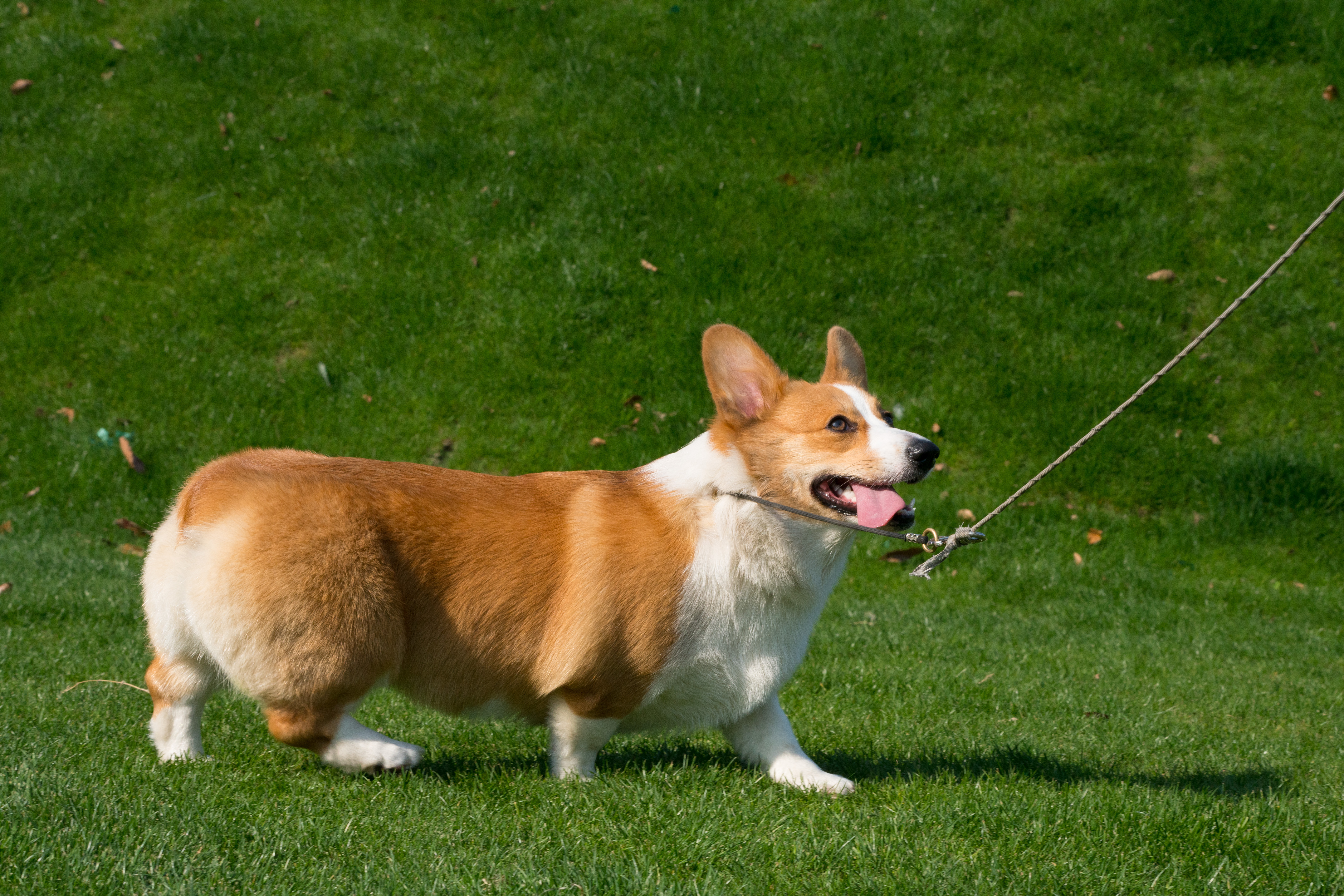 2024-03-30, 狗, 上海, 白, 黄, 柯基, 福宝