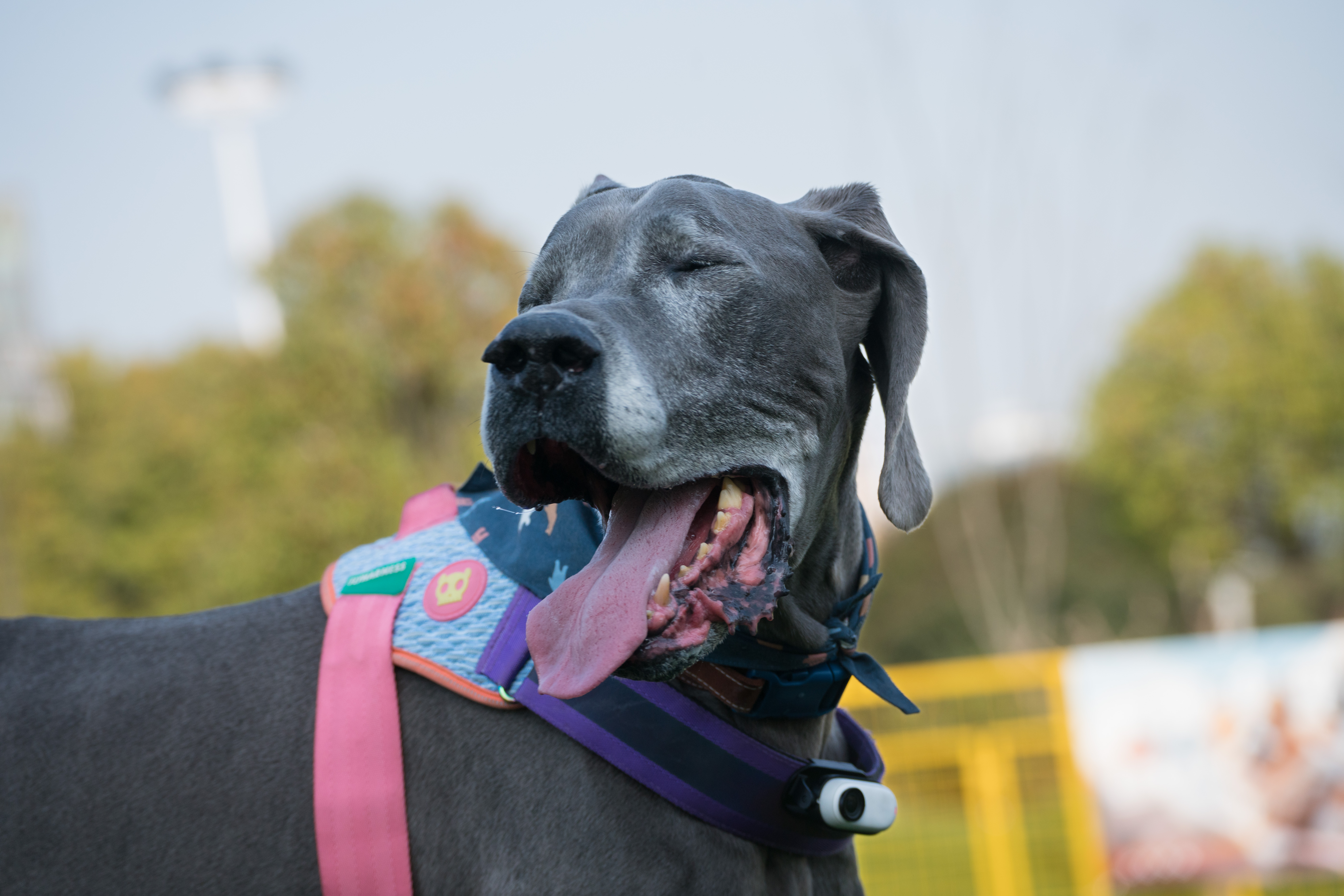 2024-03-30, 狗, 上海, 黑, 威马