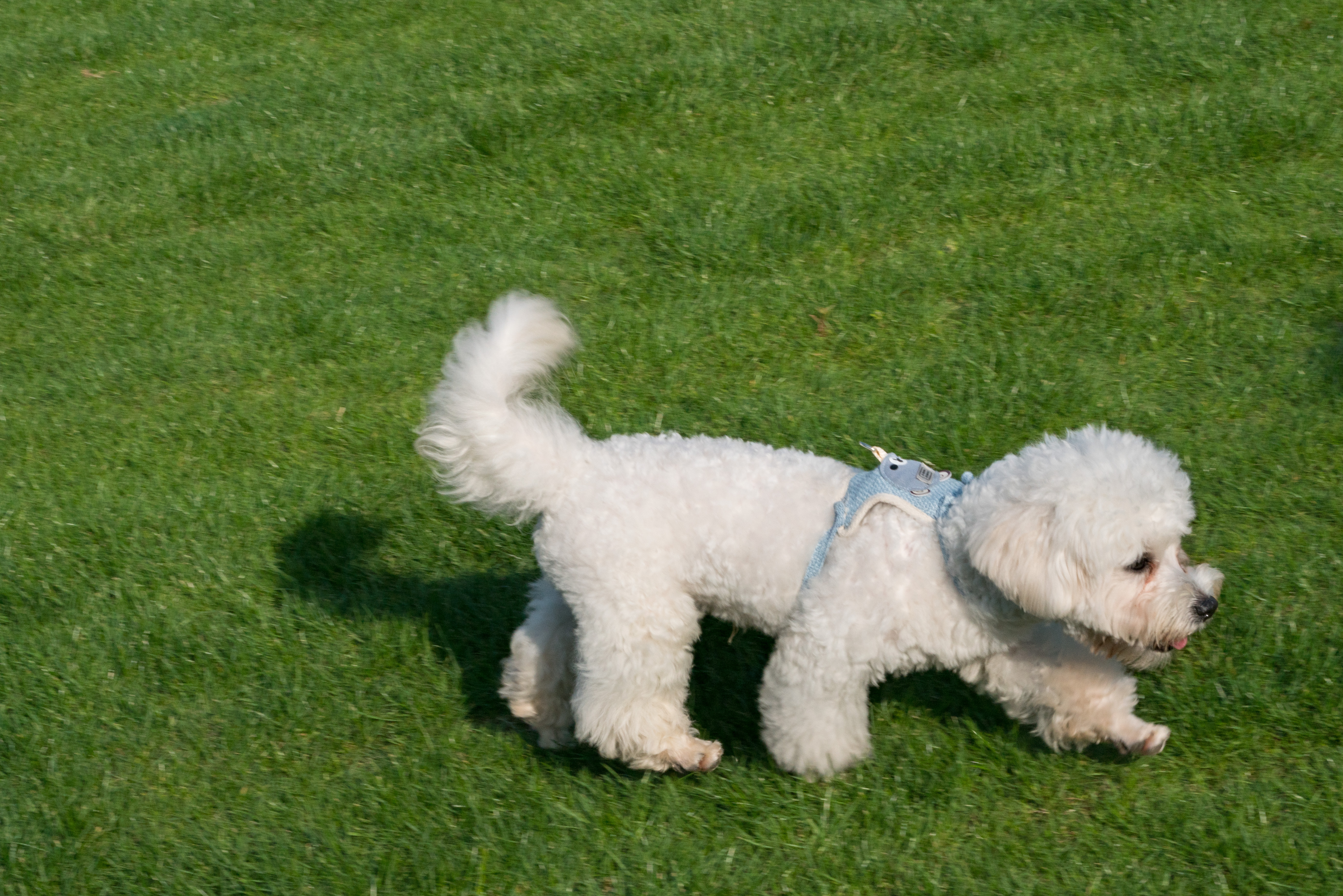 2024-03-30, 狗, 上海, 白