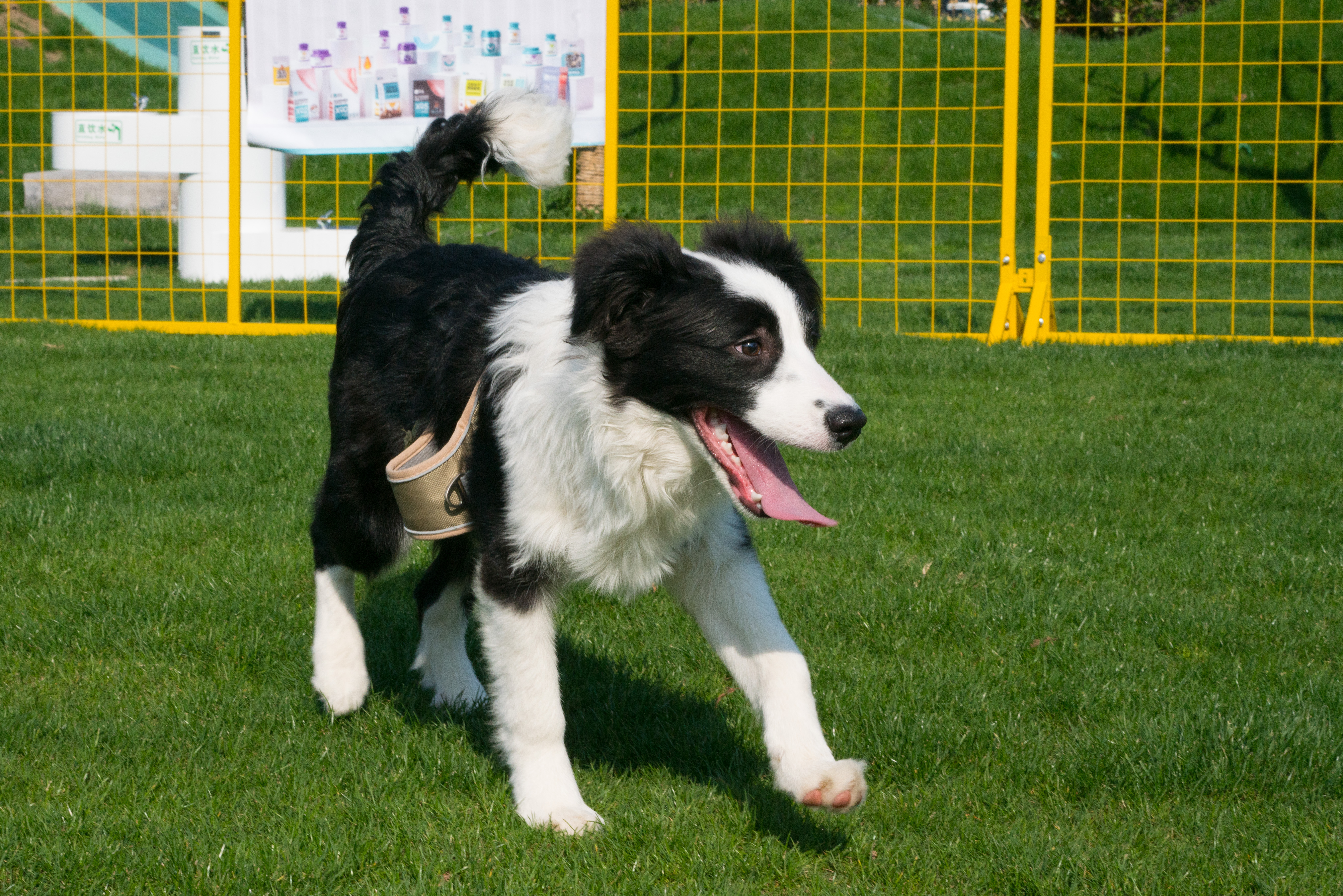 2024-03-30, 狗, 上海, 白, 黑, 边牧, 凝视