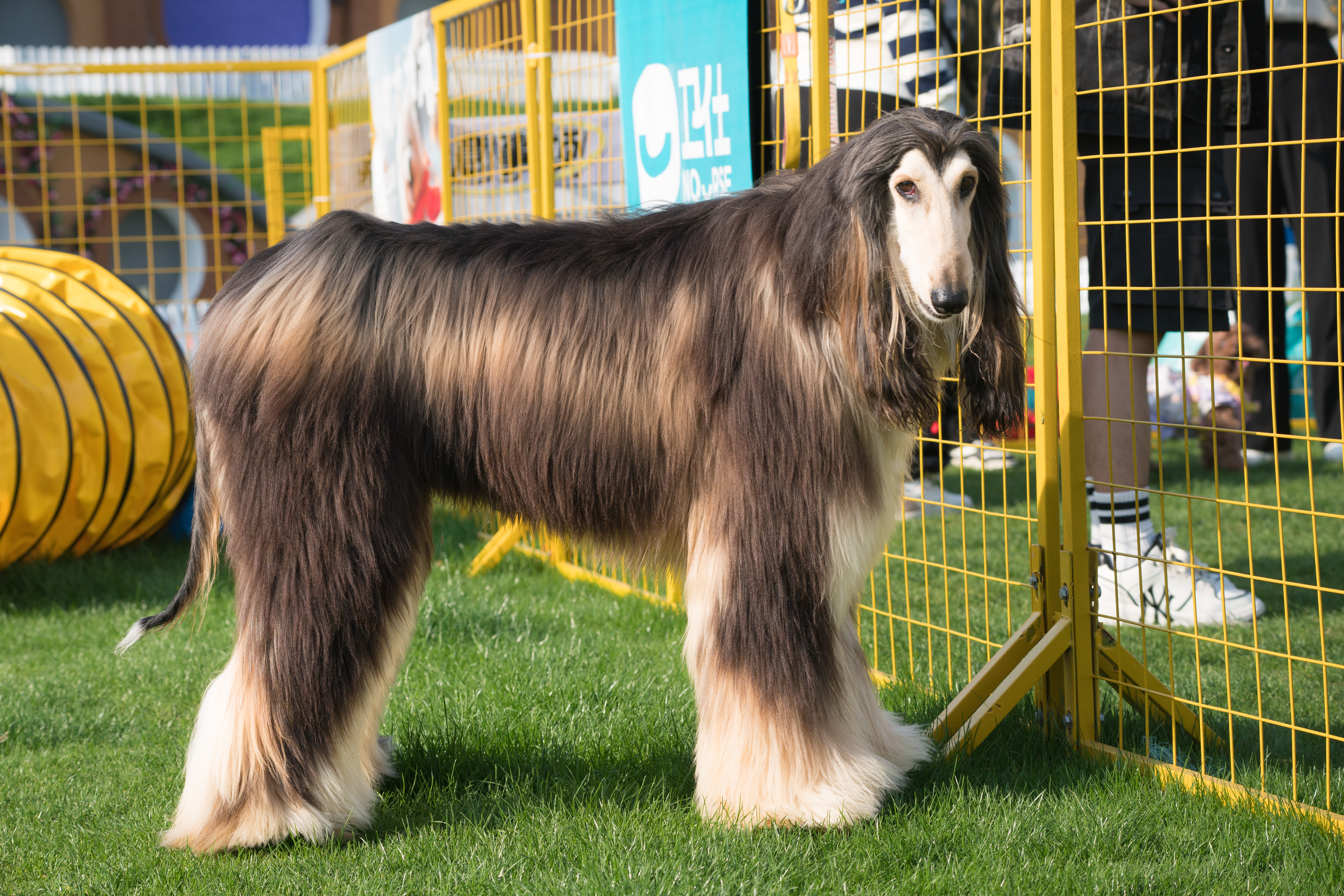 2024-03-30, 阿富汗犬, 努比, 狗, 上海, 棕黑, 长毛犬, 对视