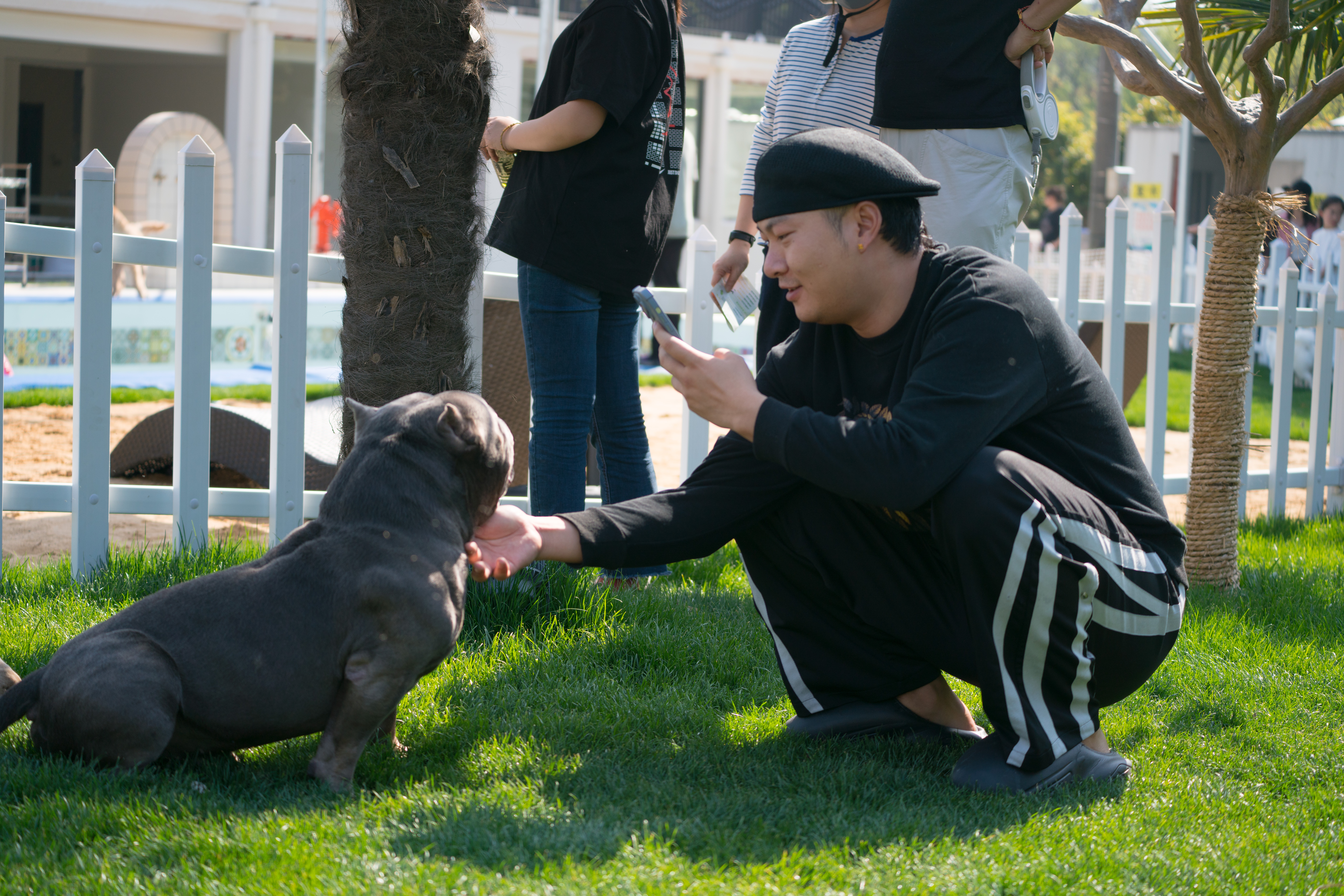 2024-03-30, 狗, 上海, 黑, 恶霸, 凝视