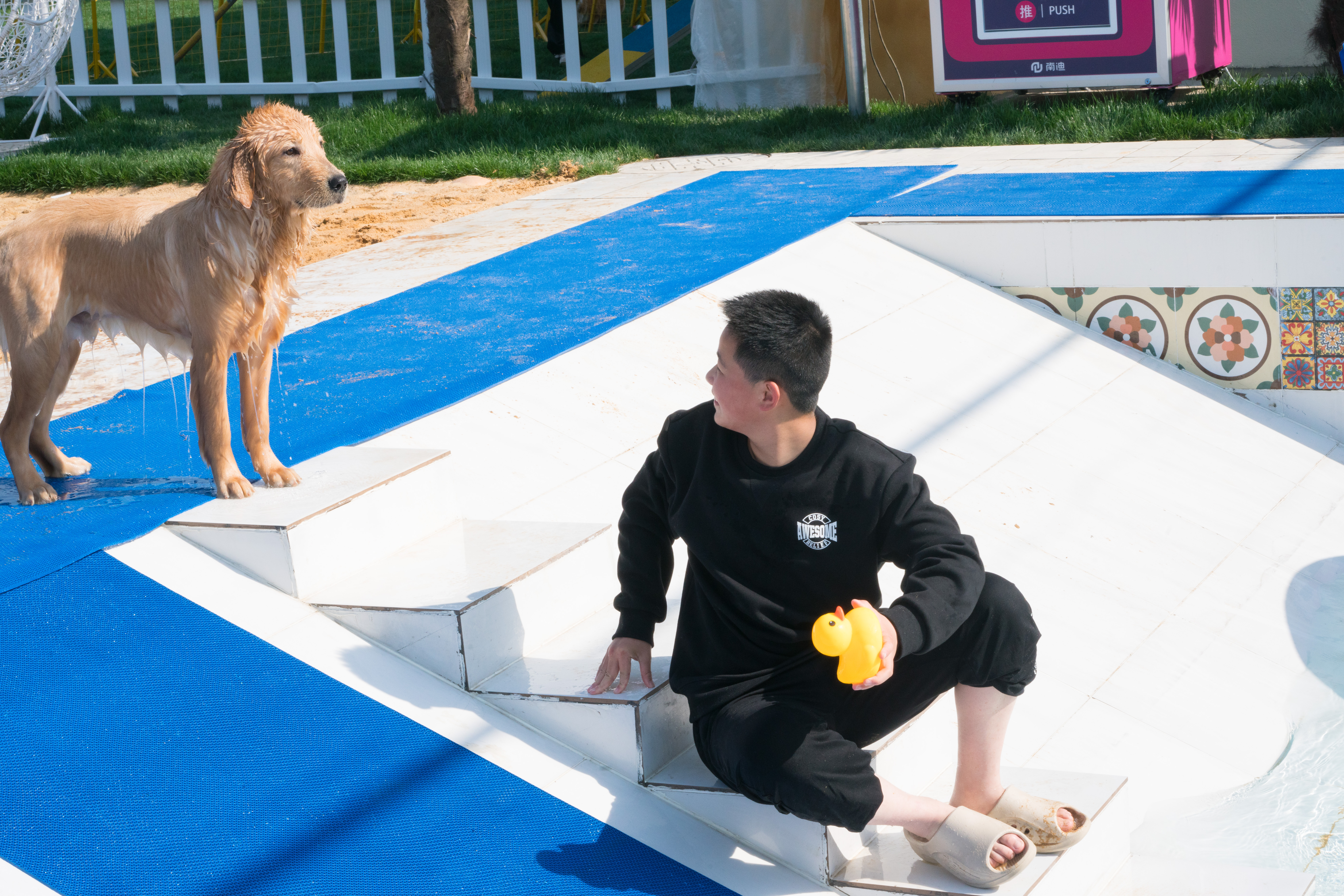 2024-03-30, 狗, 上海, 黄, 金毛, 泳池