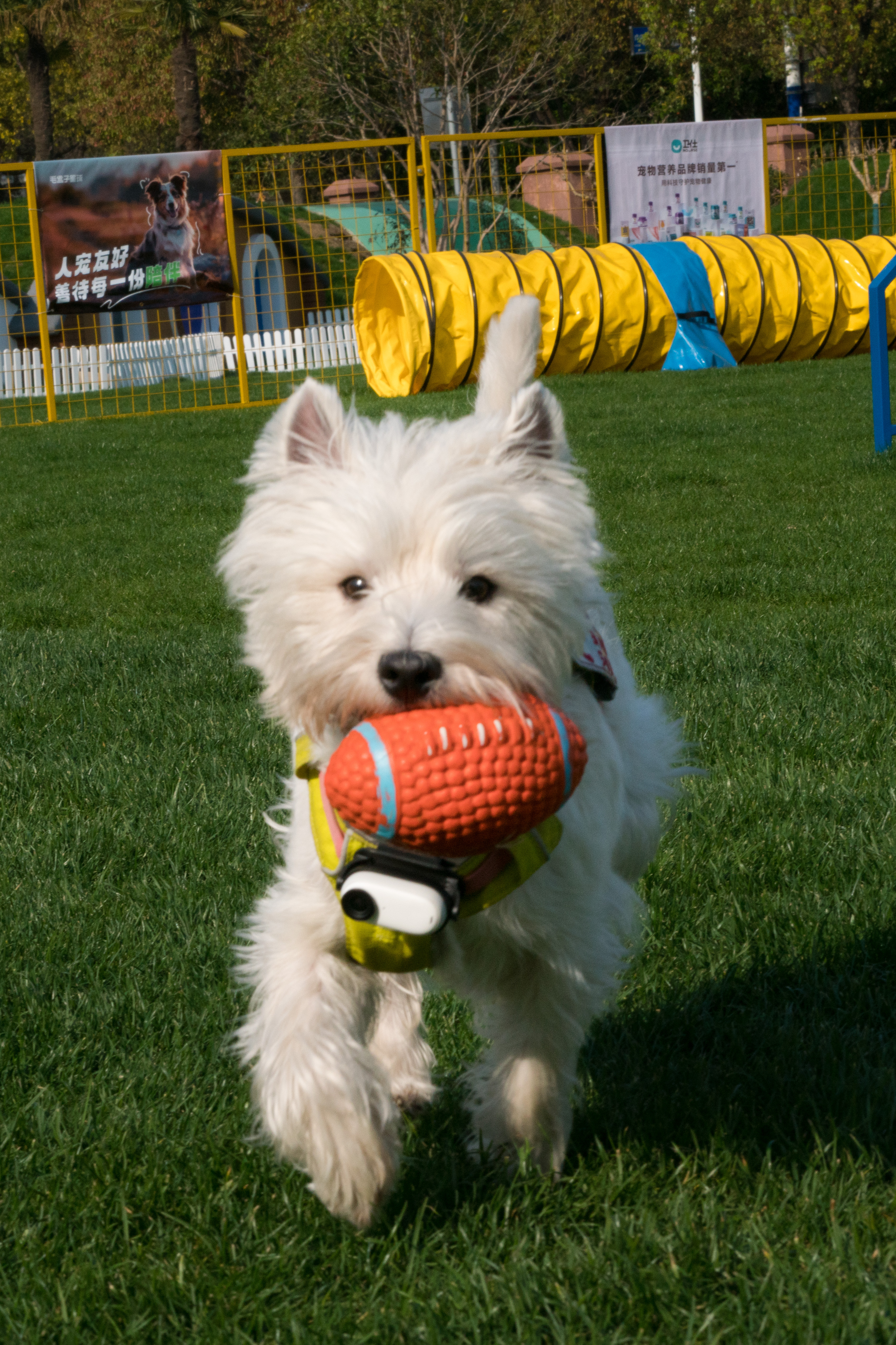 2024-03-30, 狗, 上海, 白, 西高地, 茅台, 奔跑