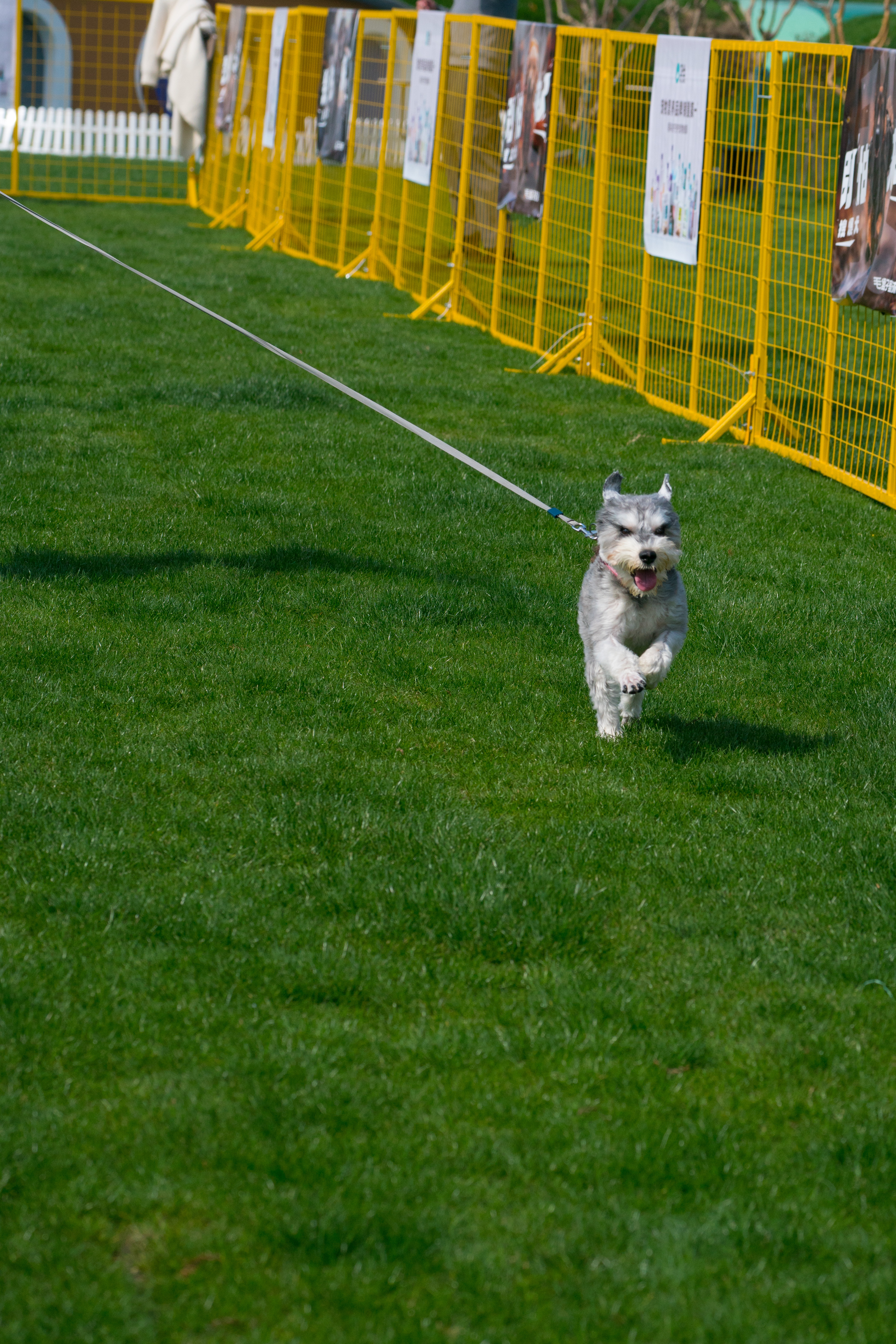 2024-03-30, 狗, 上海, 灰, 贴地飞行, 互动