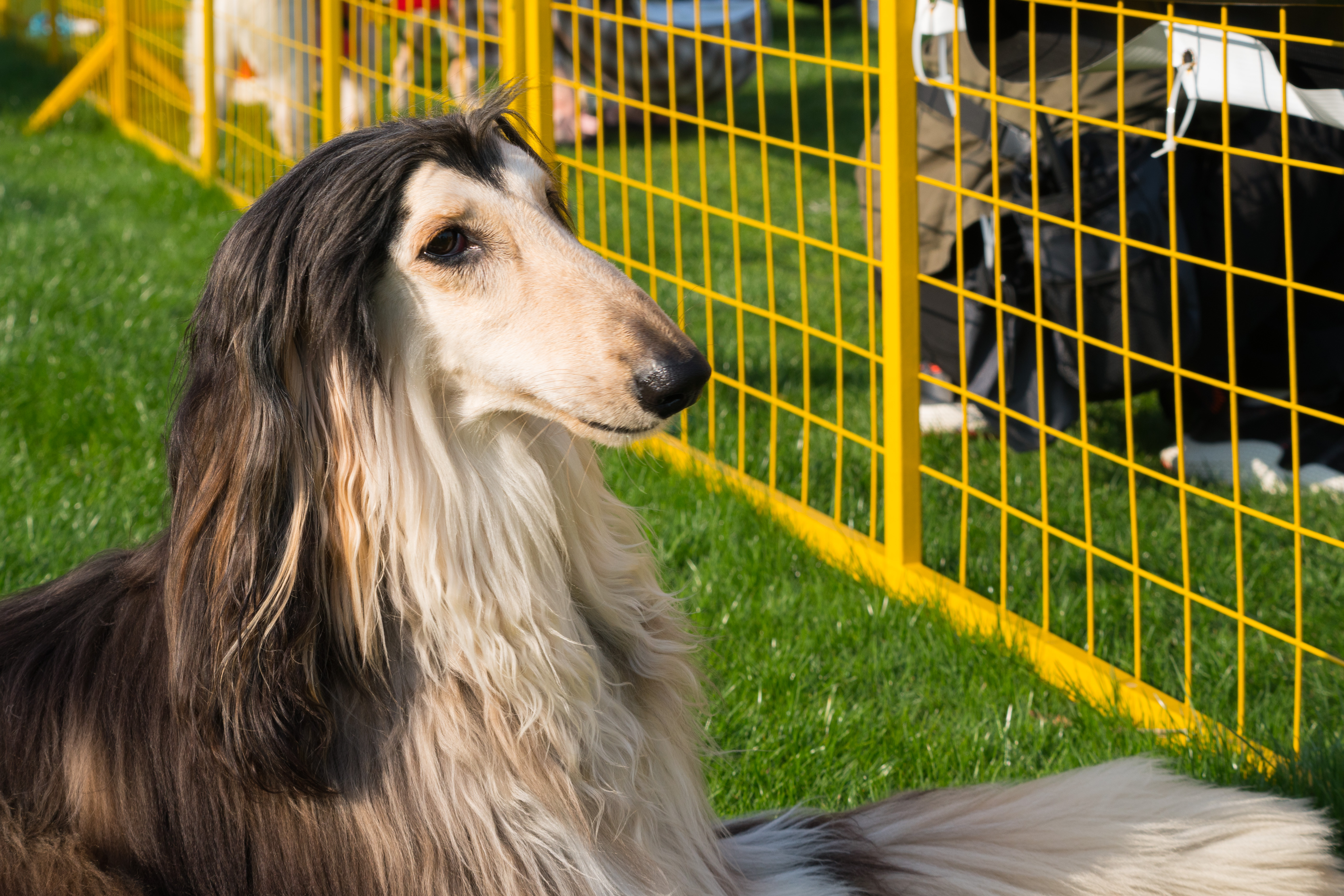 2024-03-30, 阿富汗犬, 努比, 狗, 上海, 棕黑, 长毛犬, 凝视