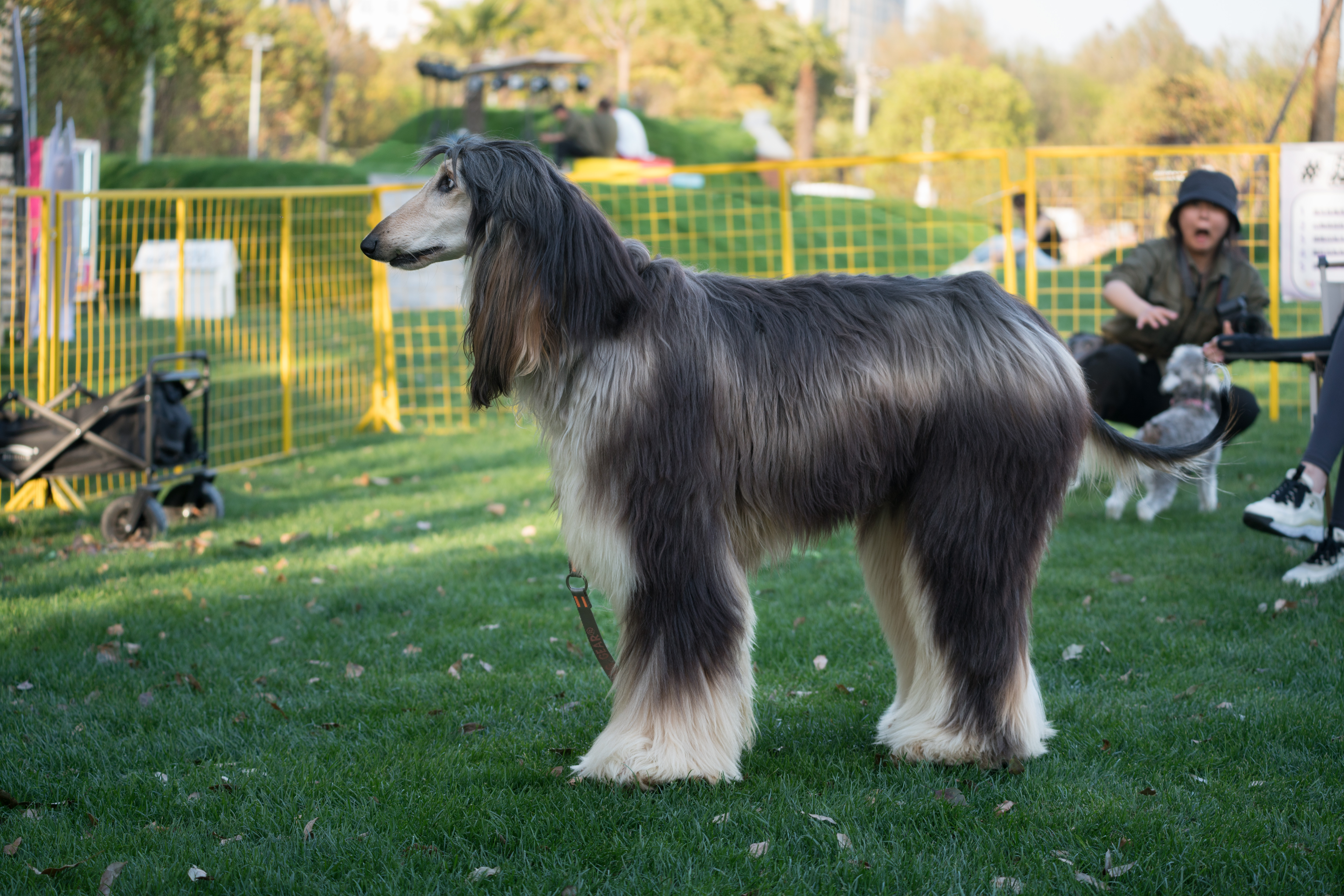 2024-03-30, 阿富汗犬, 努比, 狗, 上海, 棕黑, 长毛犬, 凝视