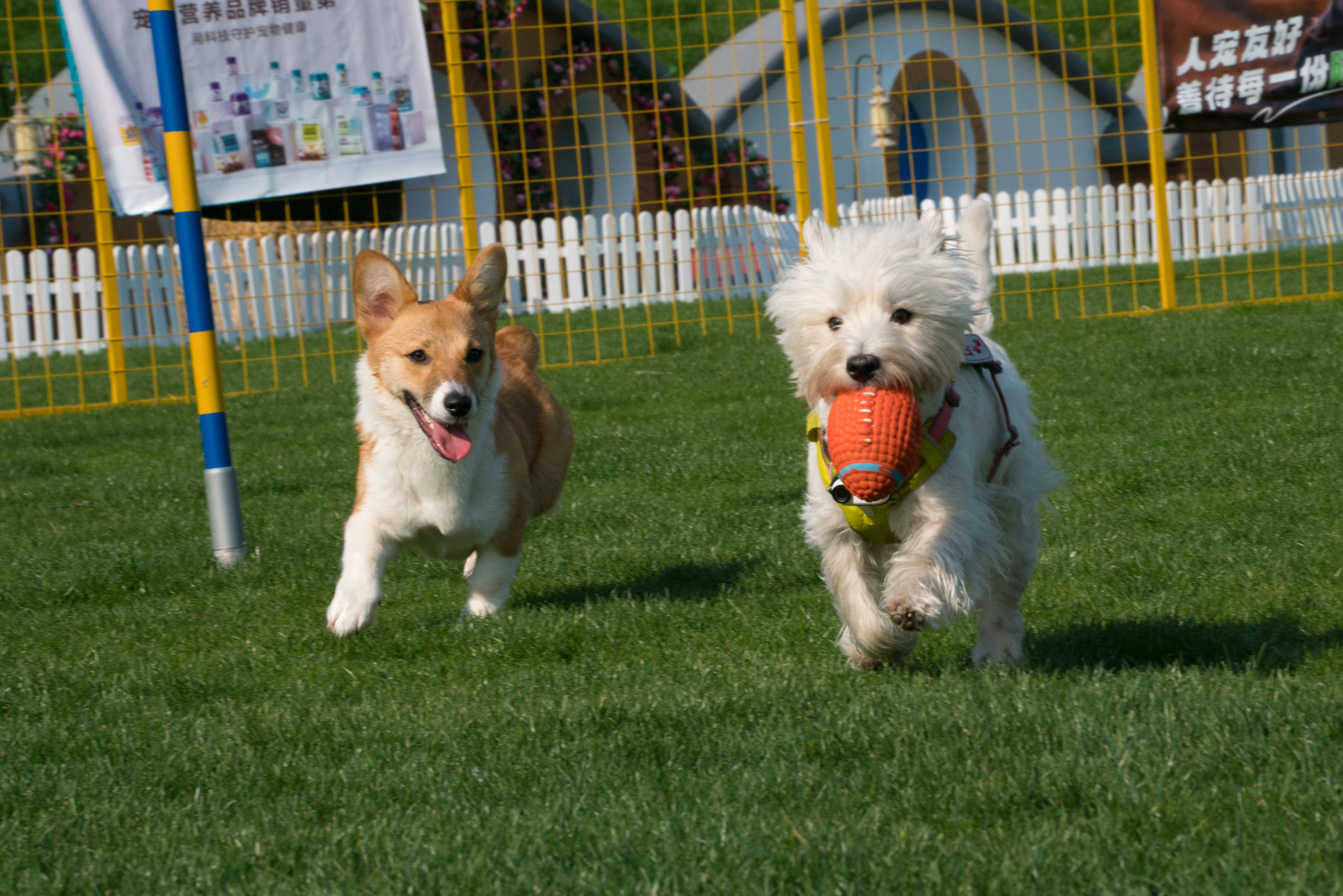 2024-03-30, 狗, 上海, 白, 黄, 柯基, 西高地, 茅台, 奔跑