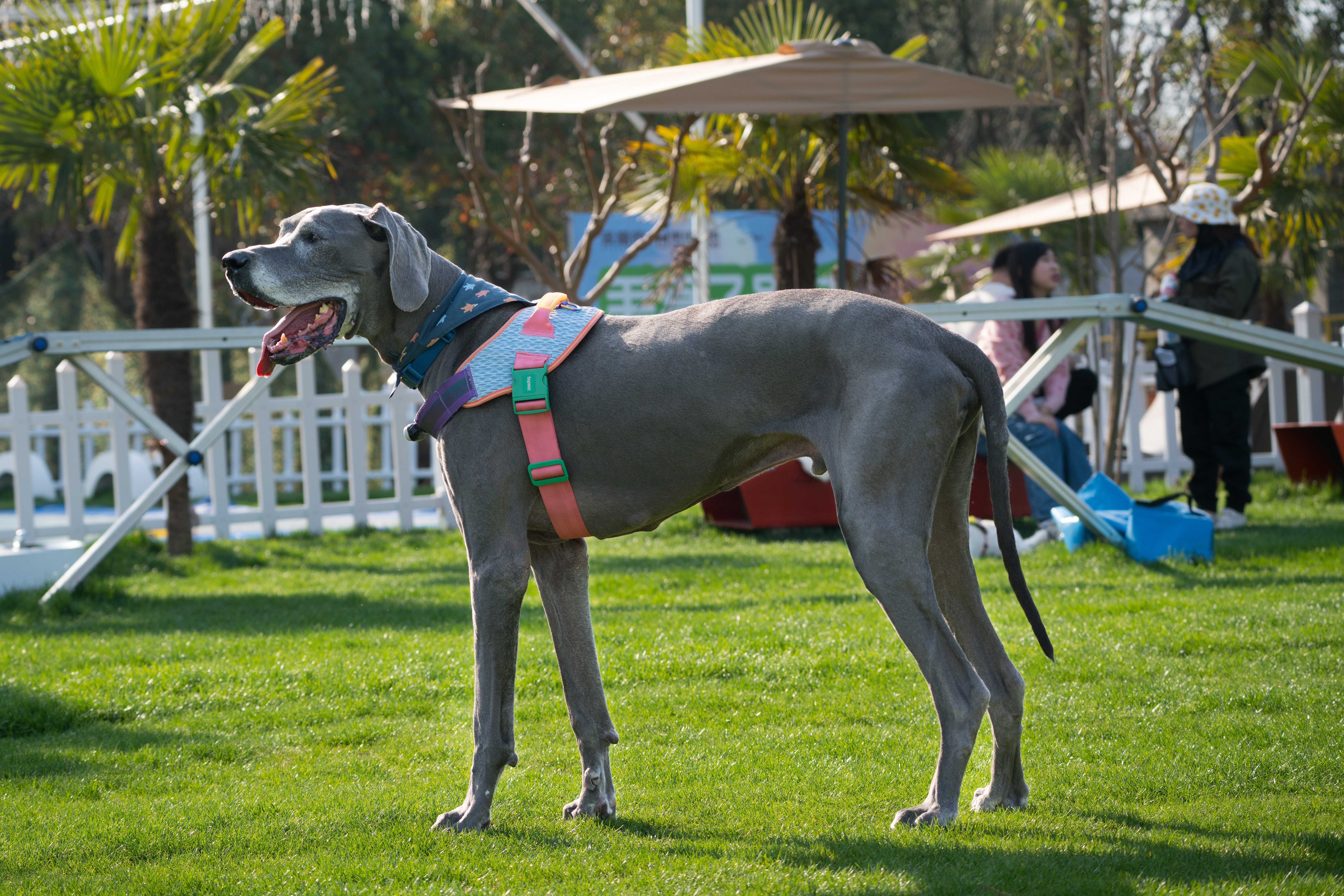 2024-03-30, 狗, 上海, 黑, 威马, 凝视