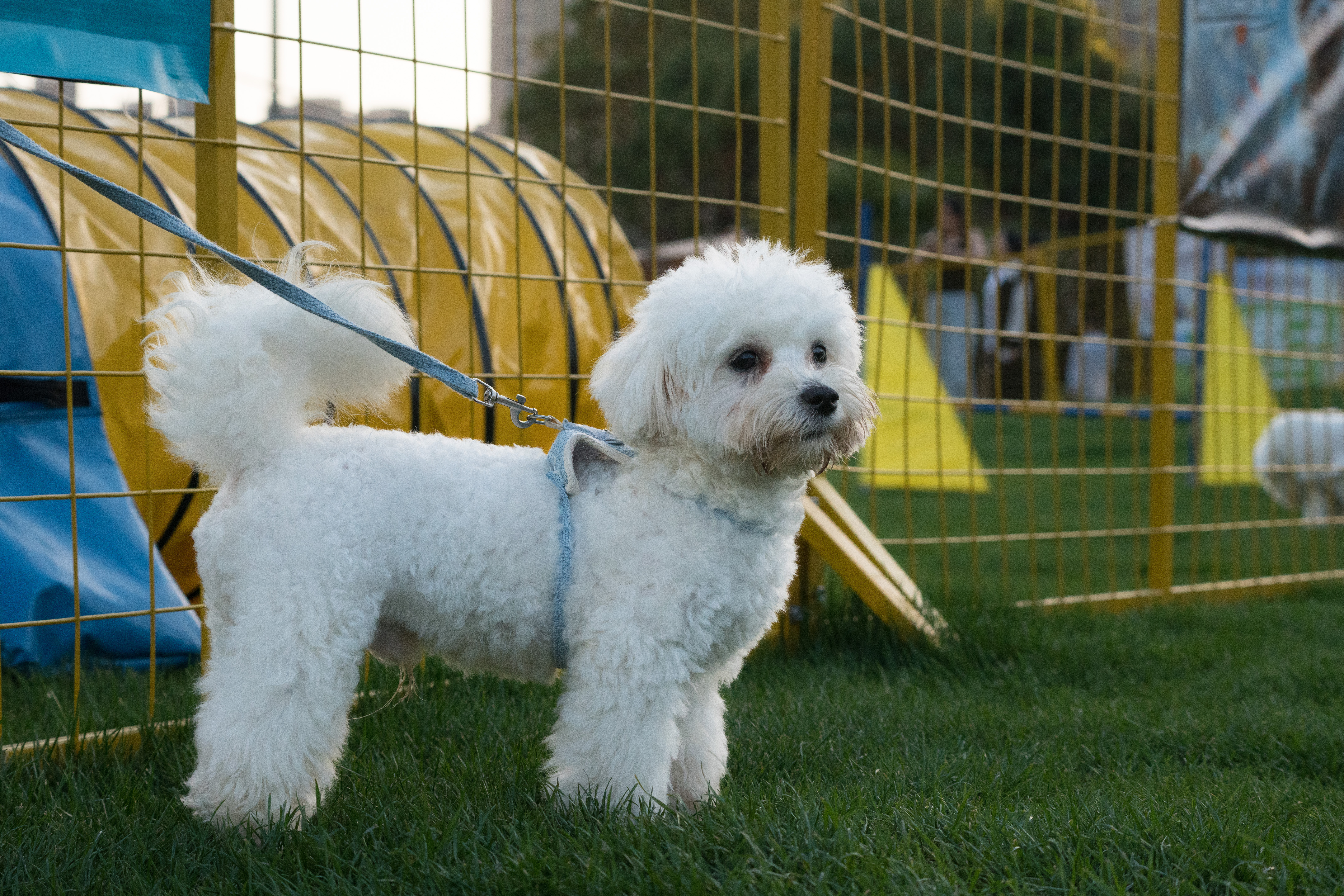 2024-03-30, 狗, 上海, 白, 凝视