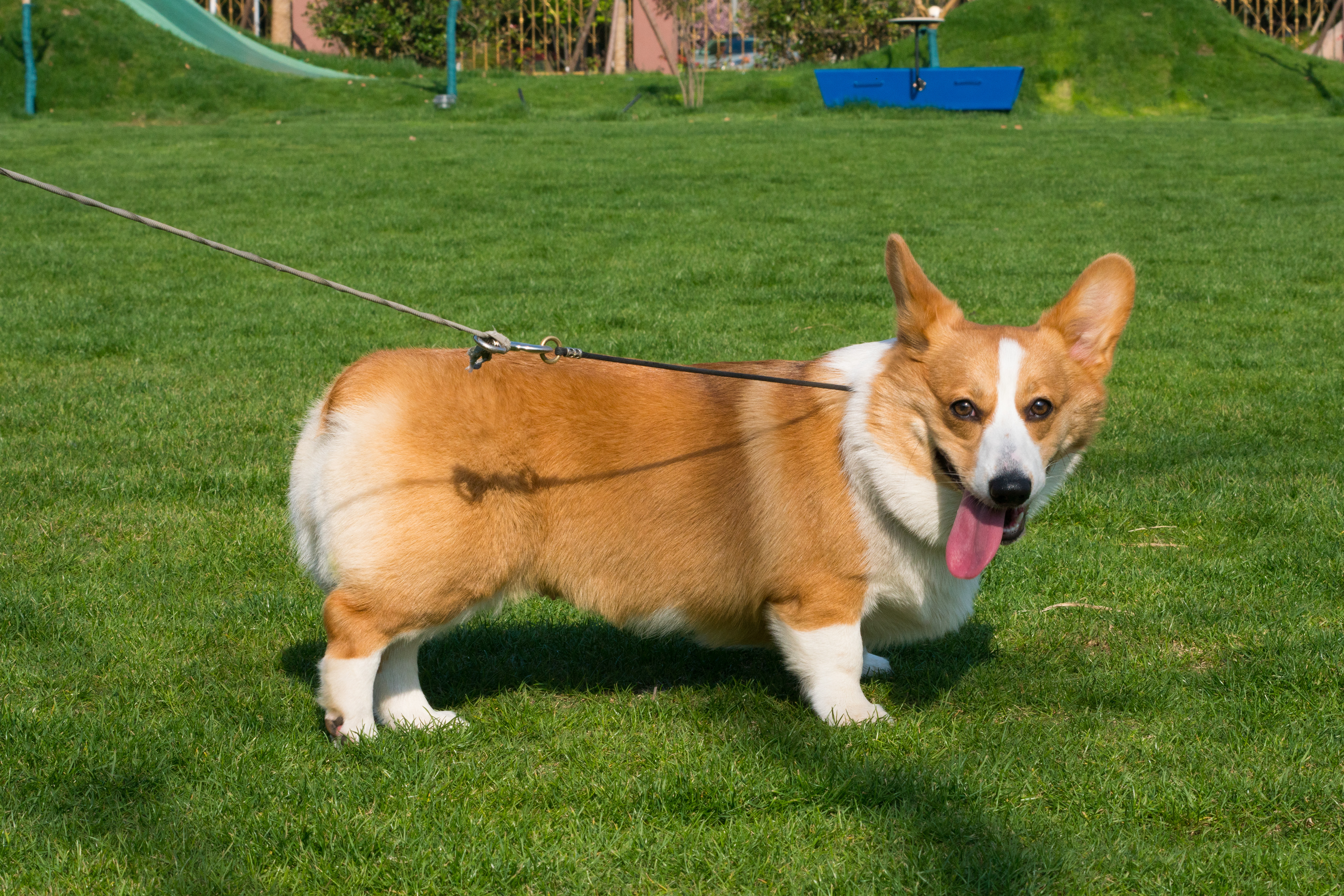 2024-03-30, 狗, 上海, 白, 黄, 柯基, 遛狗, 福宝