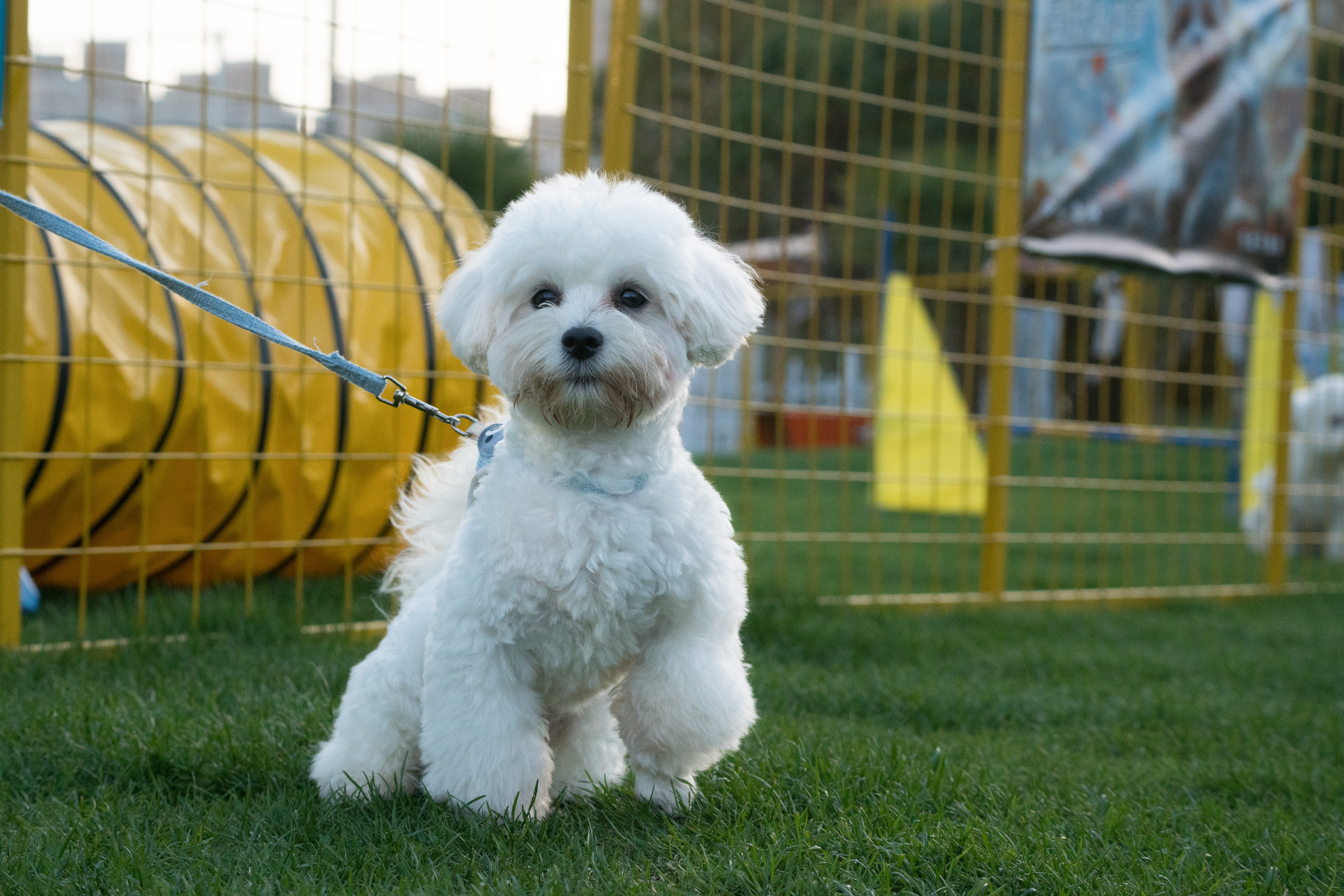 2024-03-30, 狗, 上海, 白, 对视