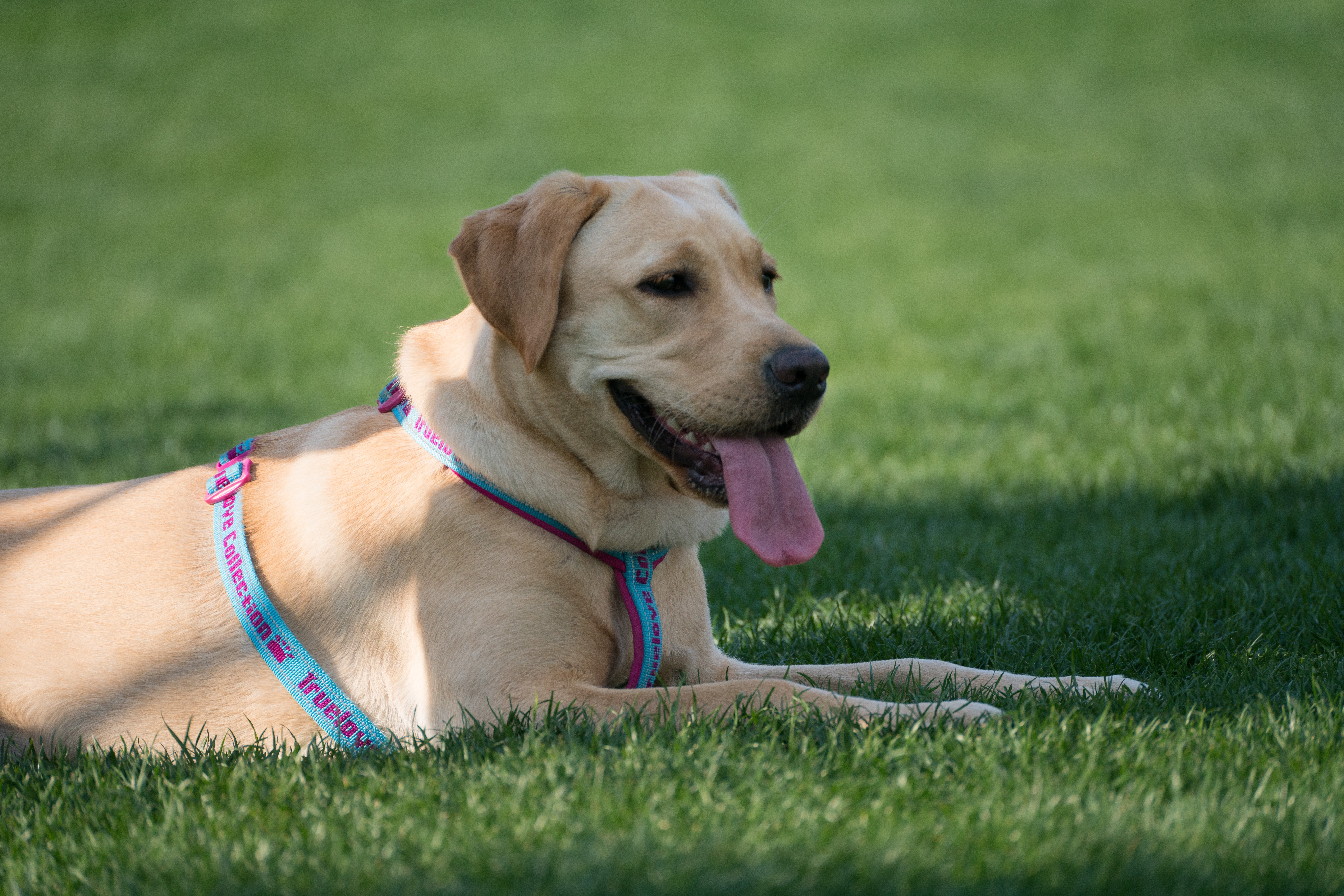 2024-03-30, 狗, 上海, 黄, 躺