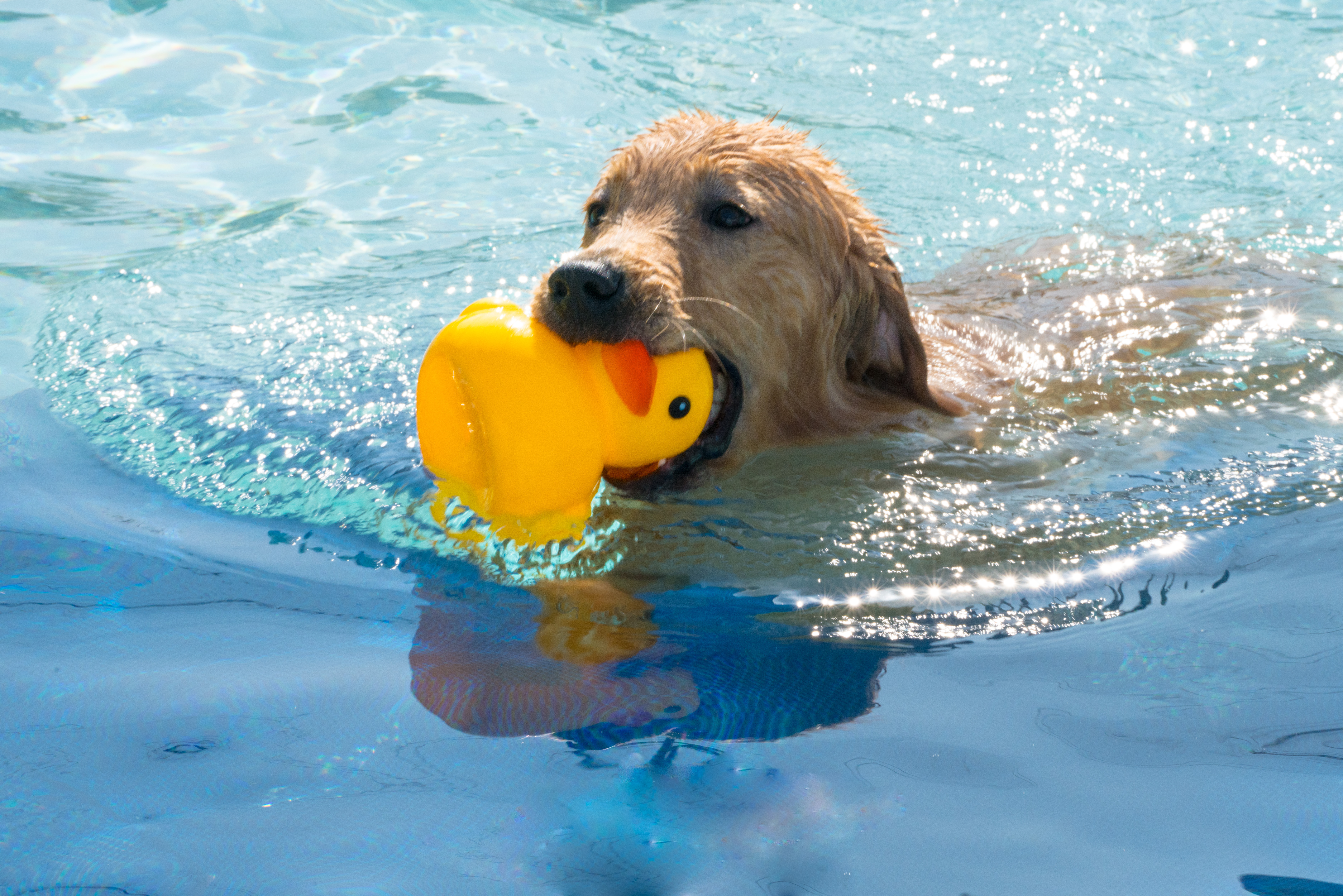 2024-03-30, 狗, 上海, 黄, 金毛, 泳池, 游泳