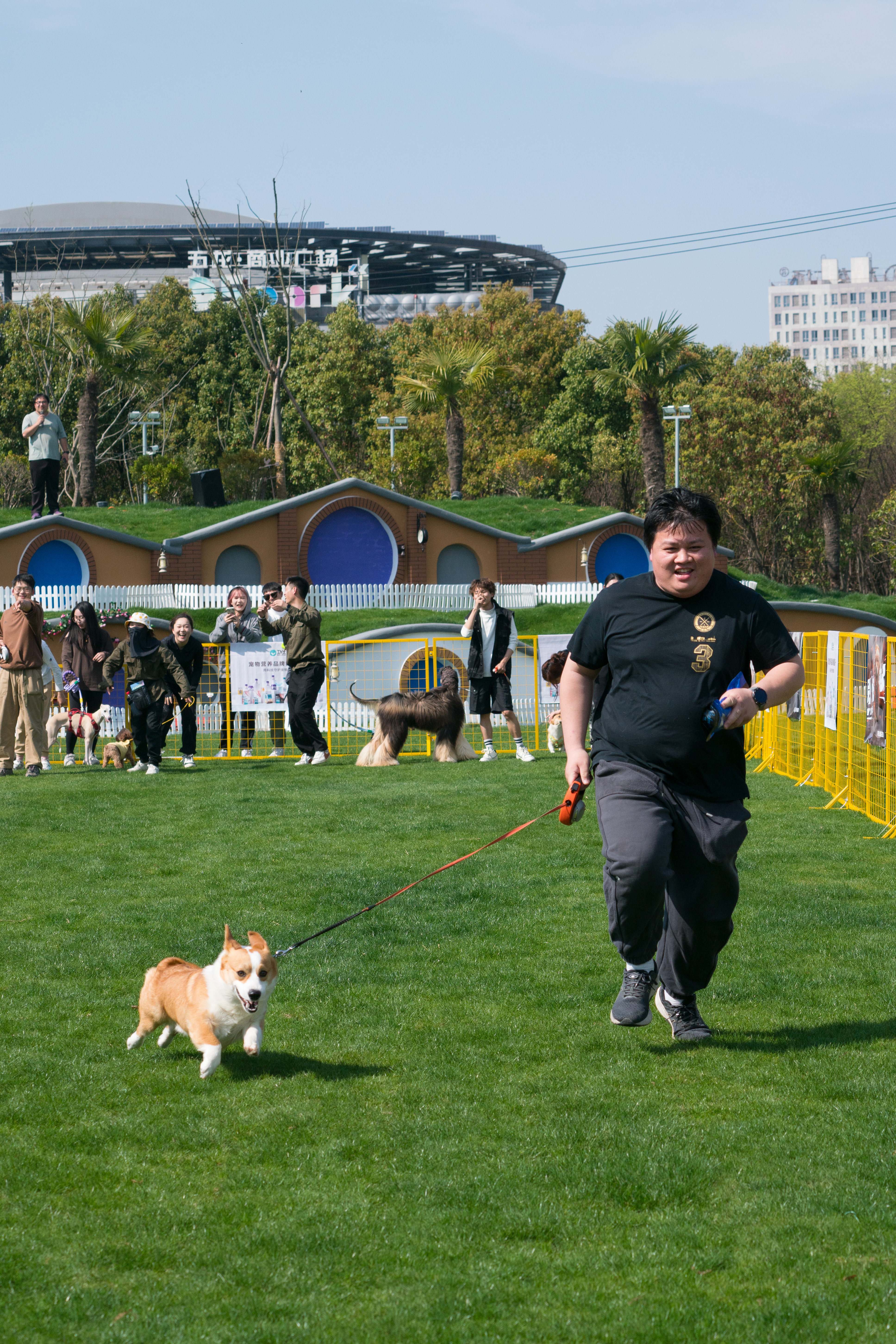 2024-03-30, 狗, 上海, 白, 黄, 柯基, 贴地飞行, 互动