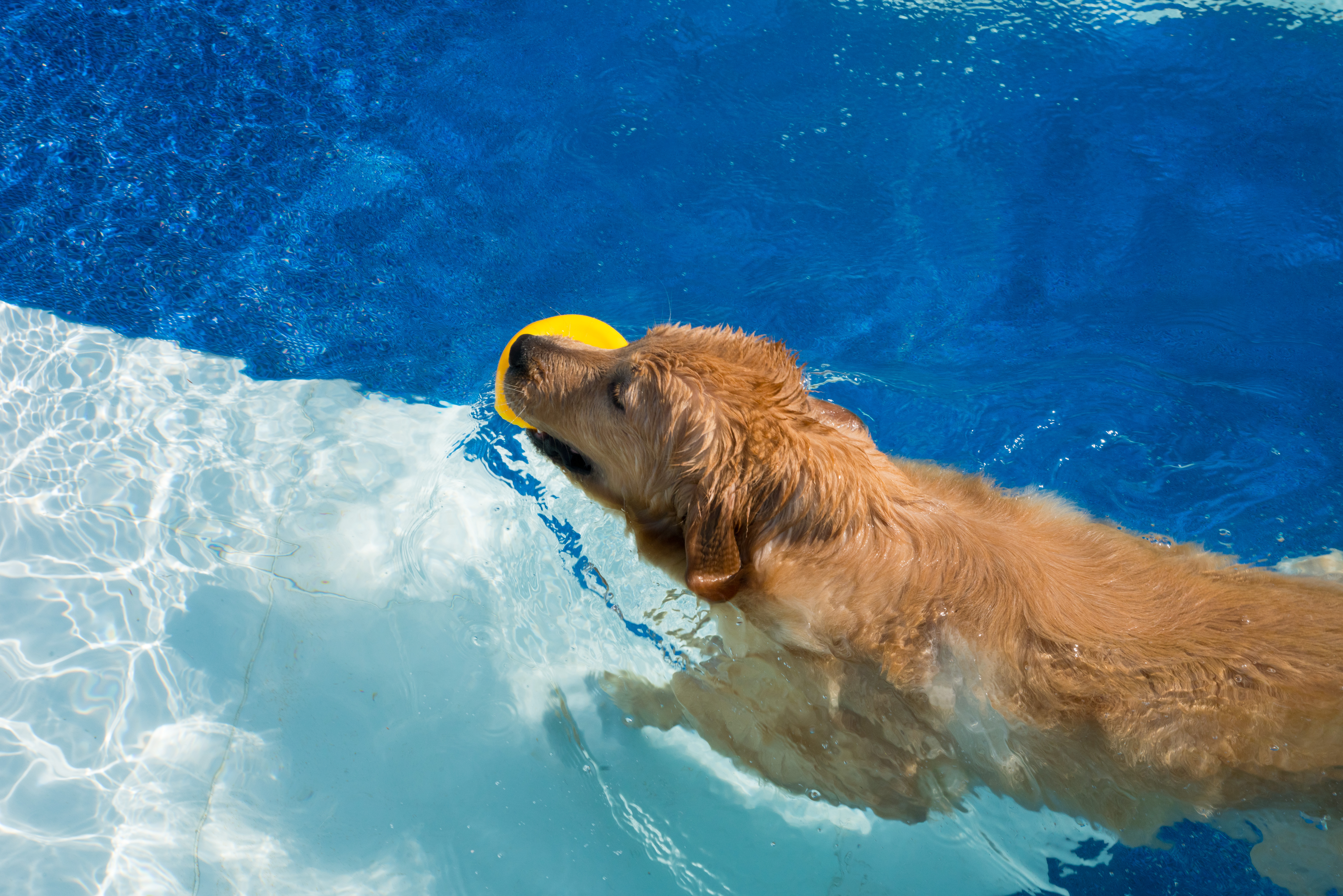 2024-03-30, 狗, 上海, 黄, 金毛, 泳池, 游泳