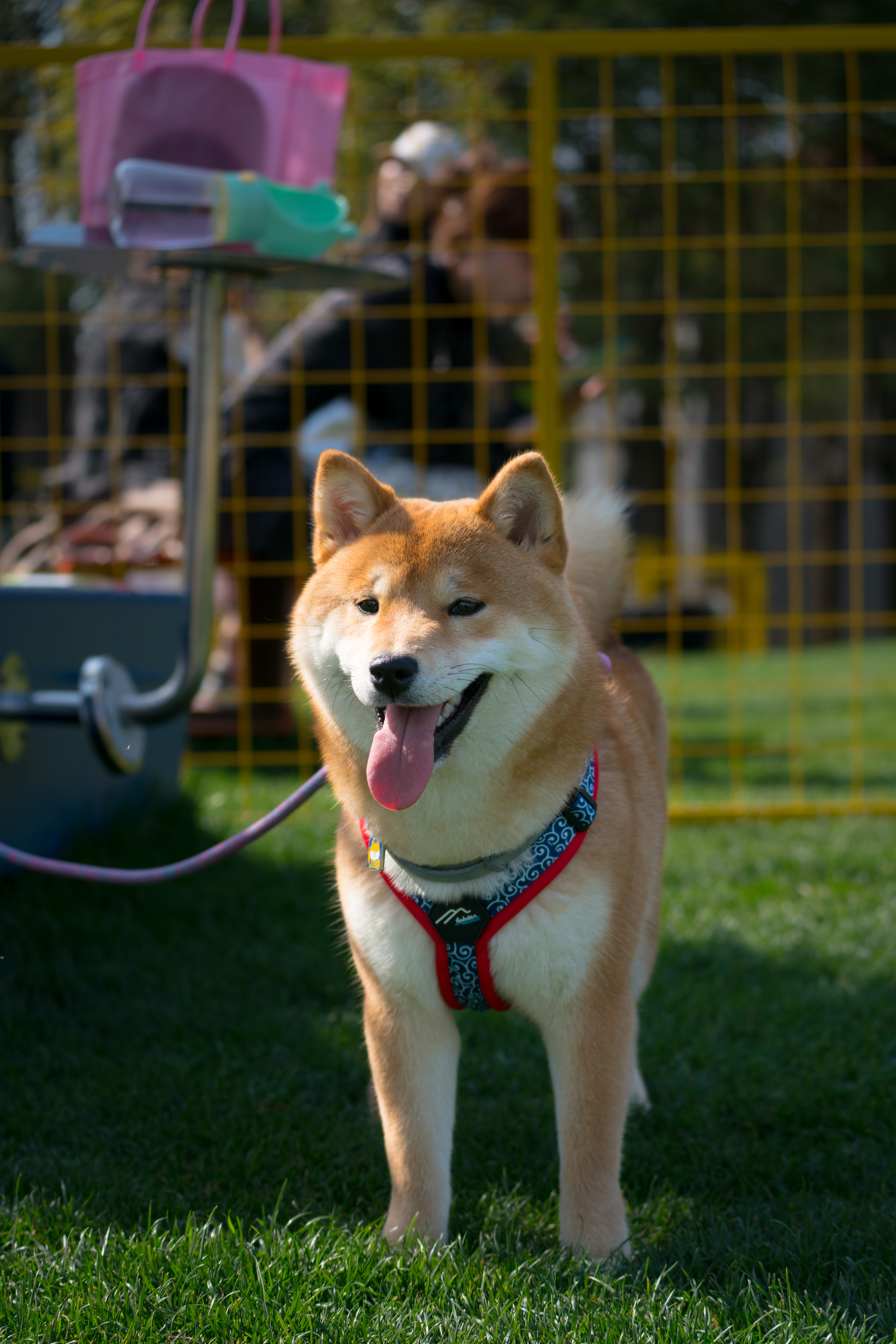 2024-03-30, 狗, 上海, 白, 黄, 柴犬, 对视, 微笑