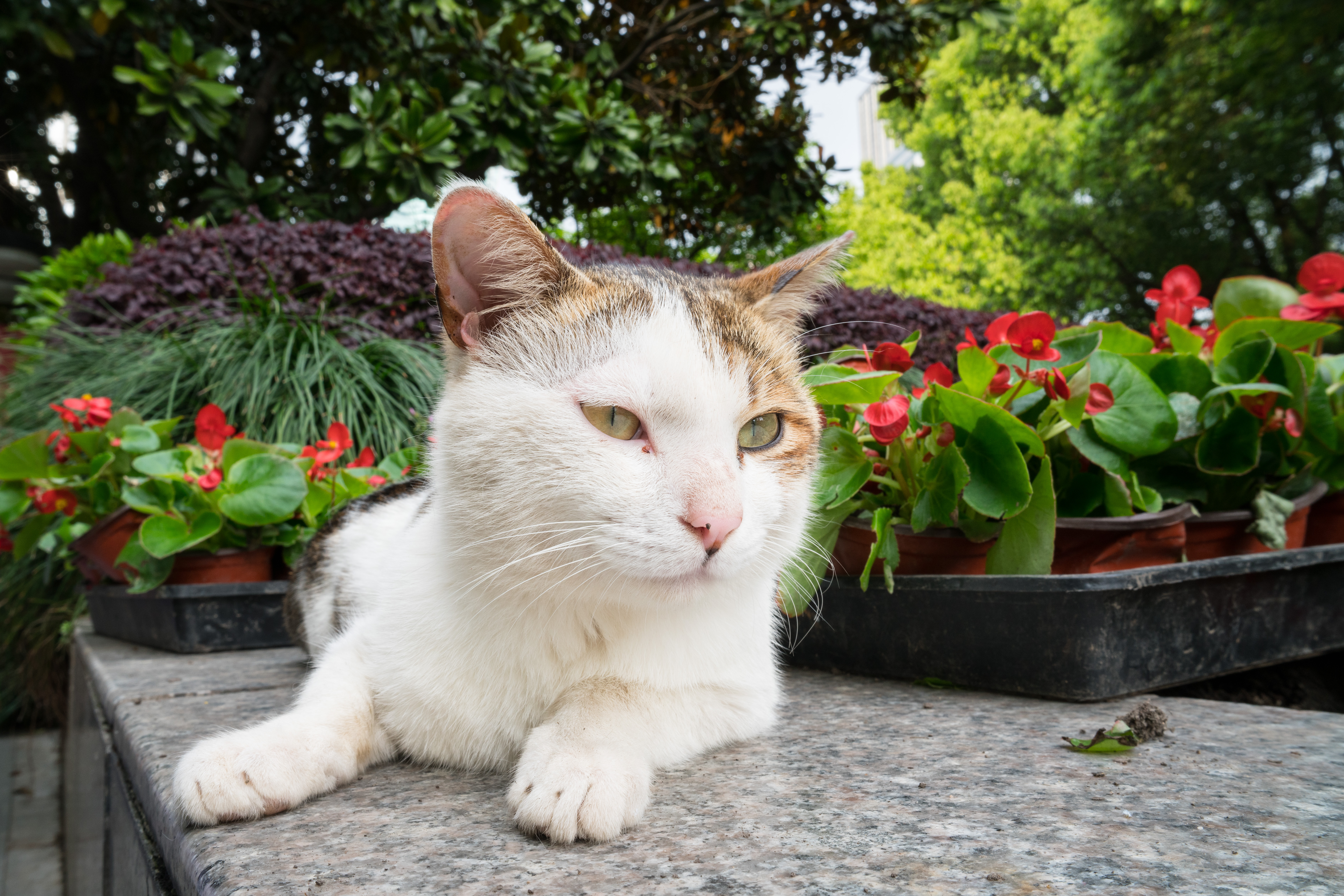 2024-04-14, 猫, 流浪猫, 上海, 凝视, 白