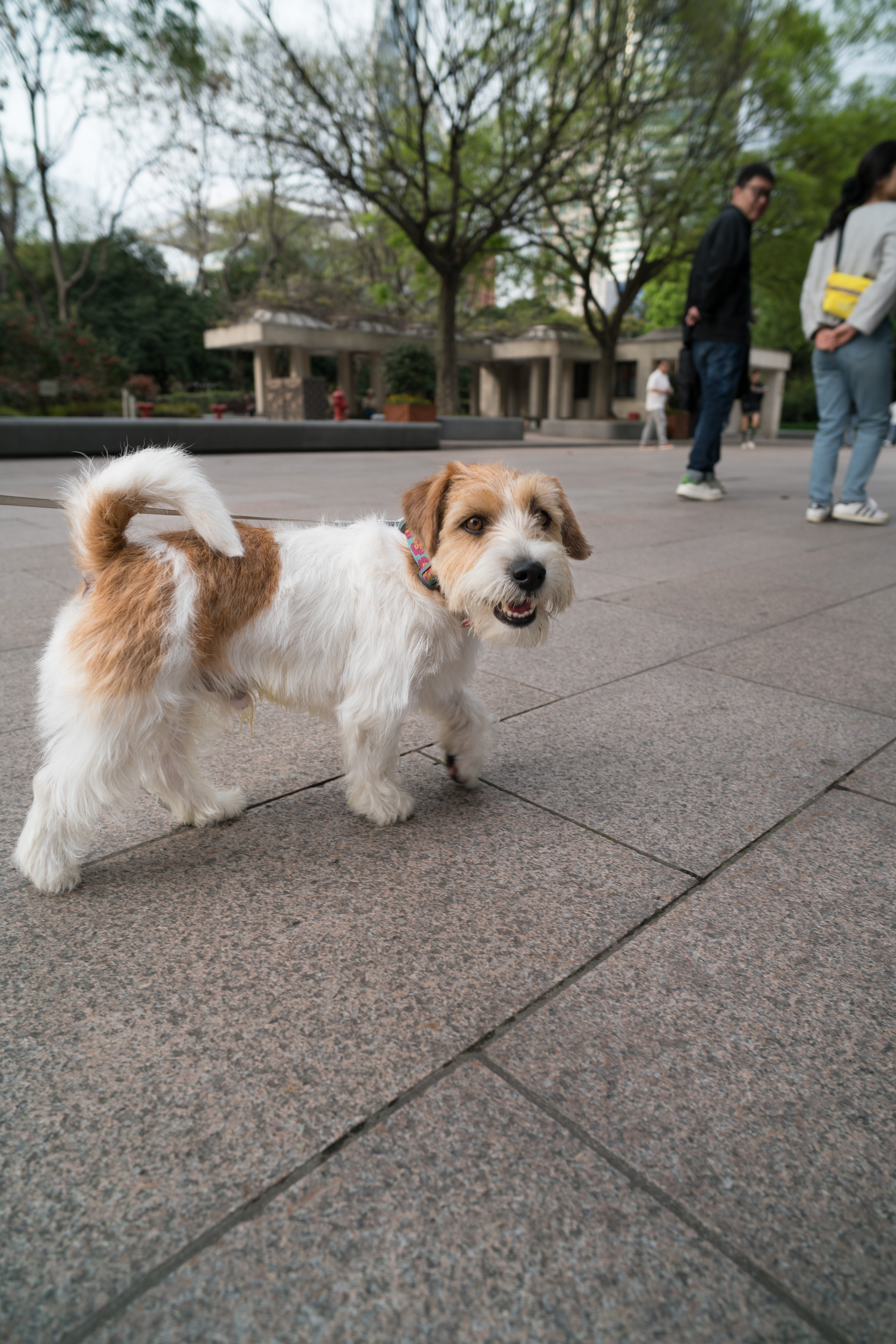 2024-04-14, 狗, 核桃, 上海, 对视, 白, 黄